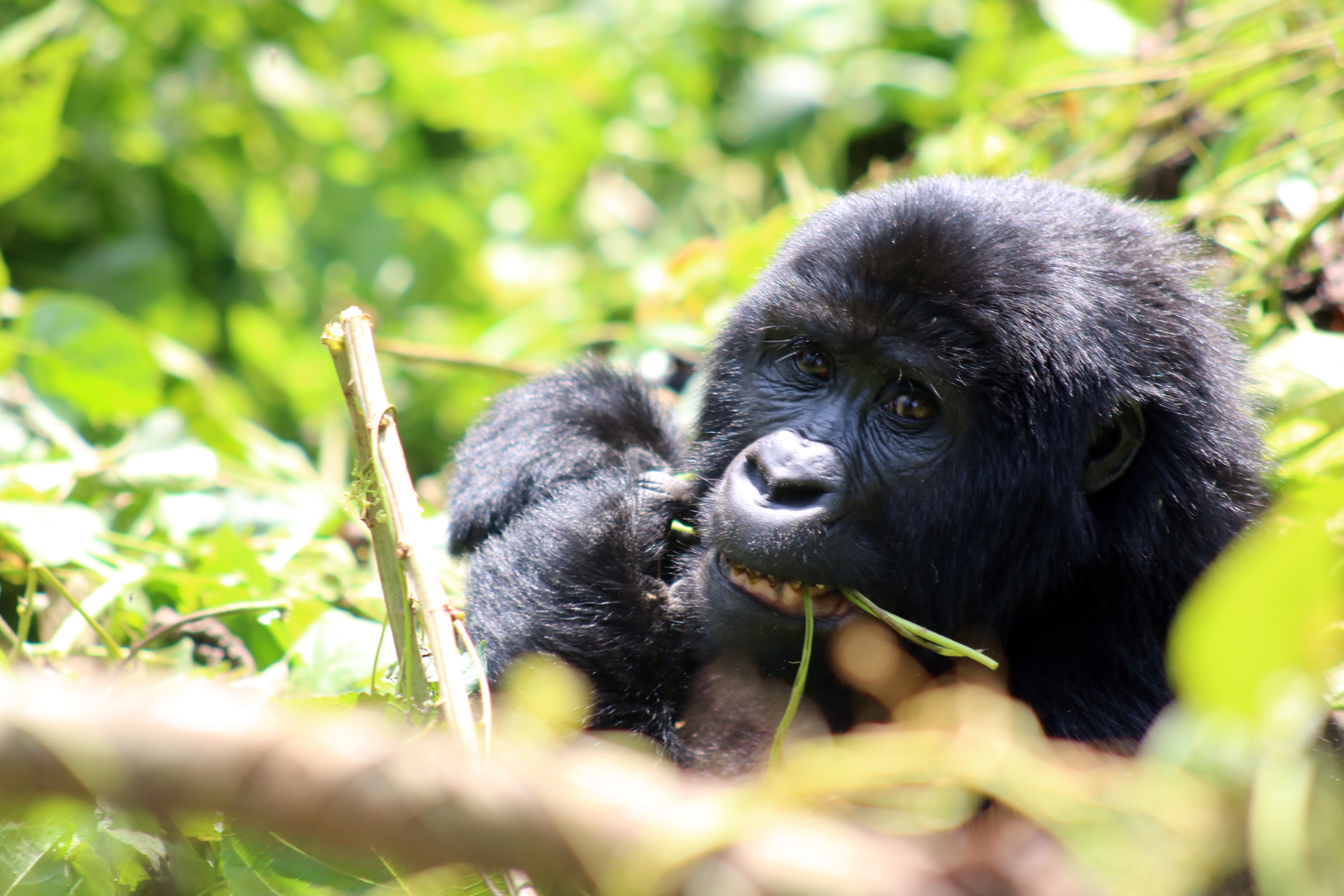 bwindi gorilla permits 2027