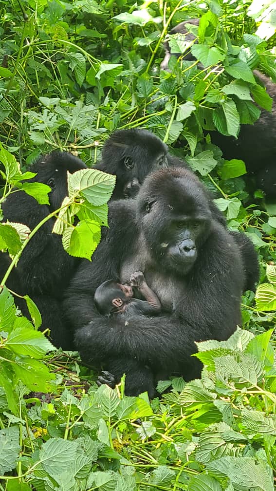 Rwanda Mountain Gorillas