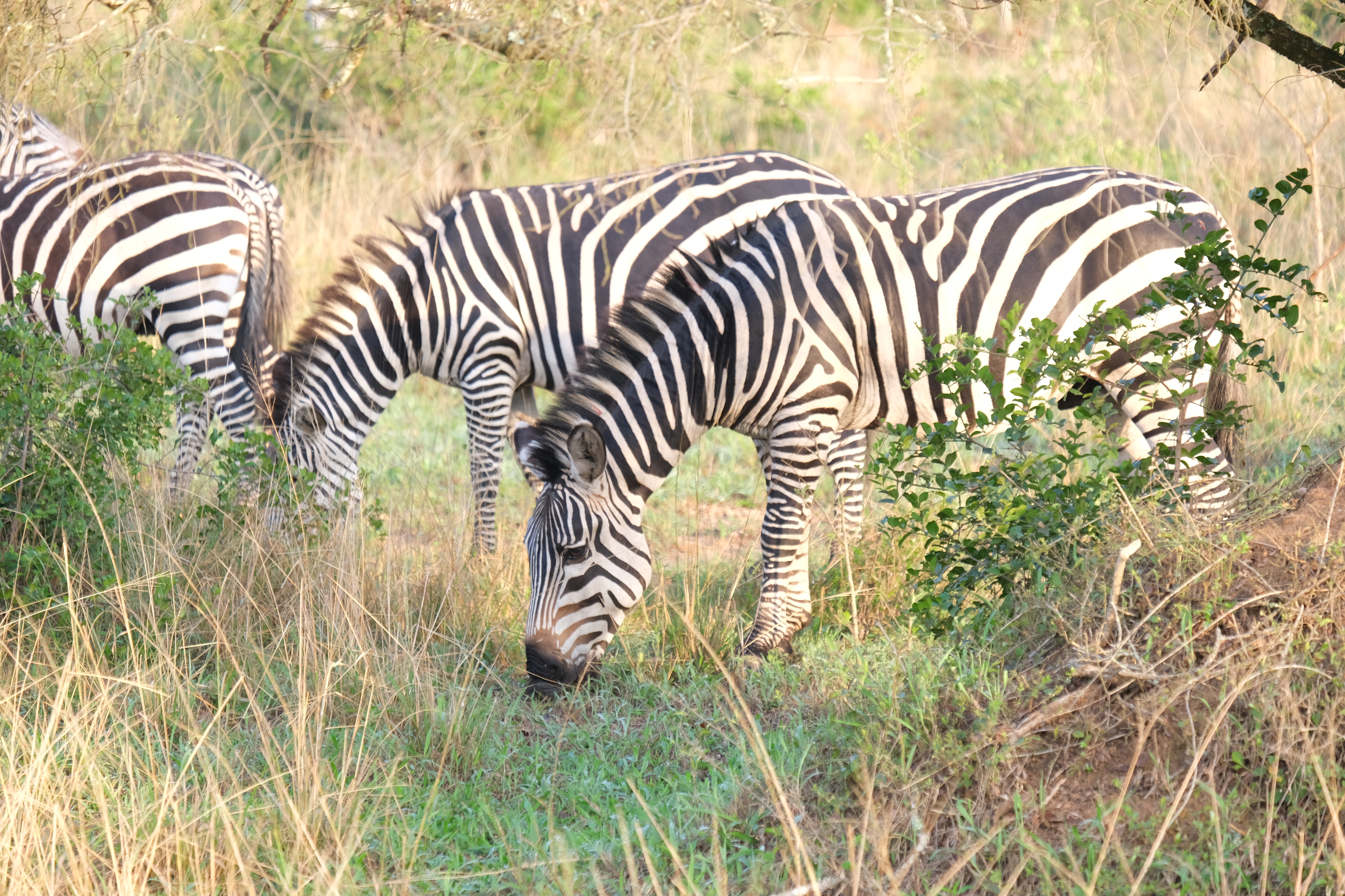 Ankole cultural experience