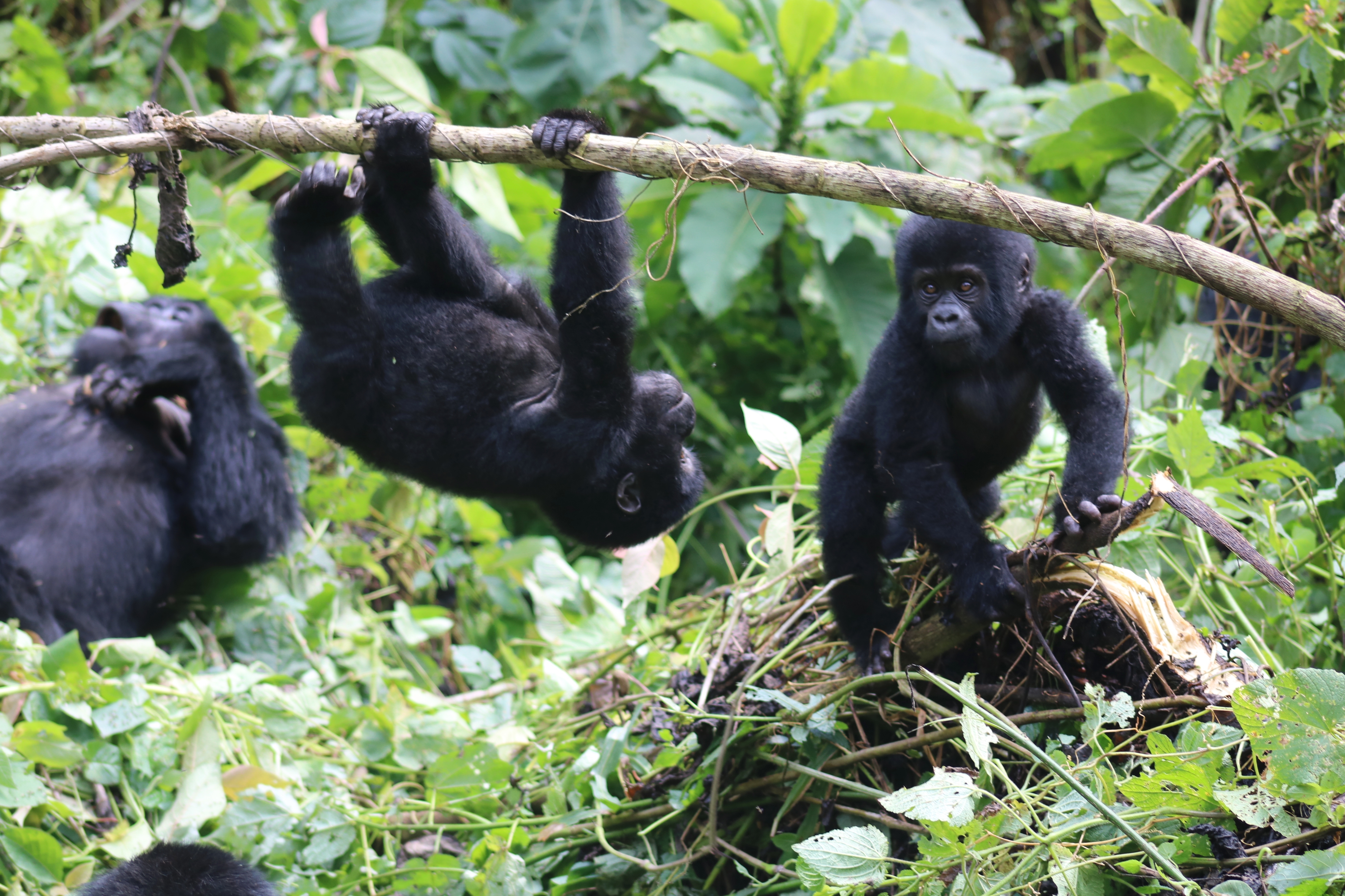 Gorilla tracking in Rwanda