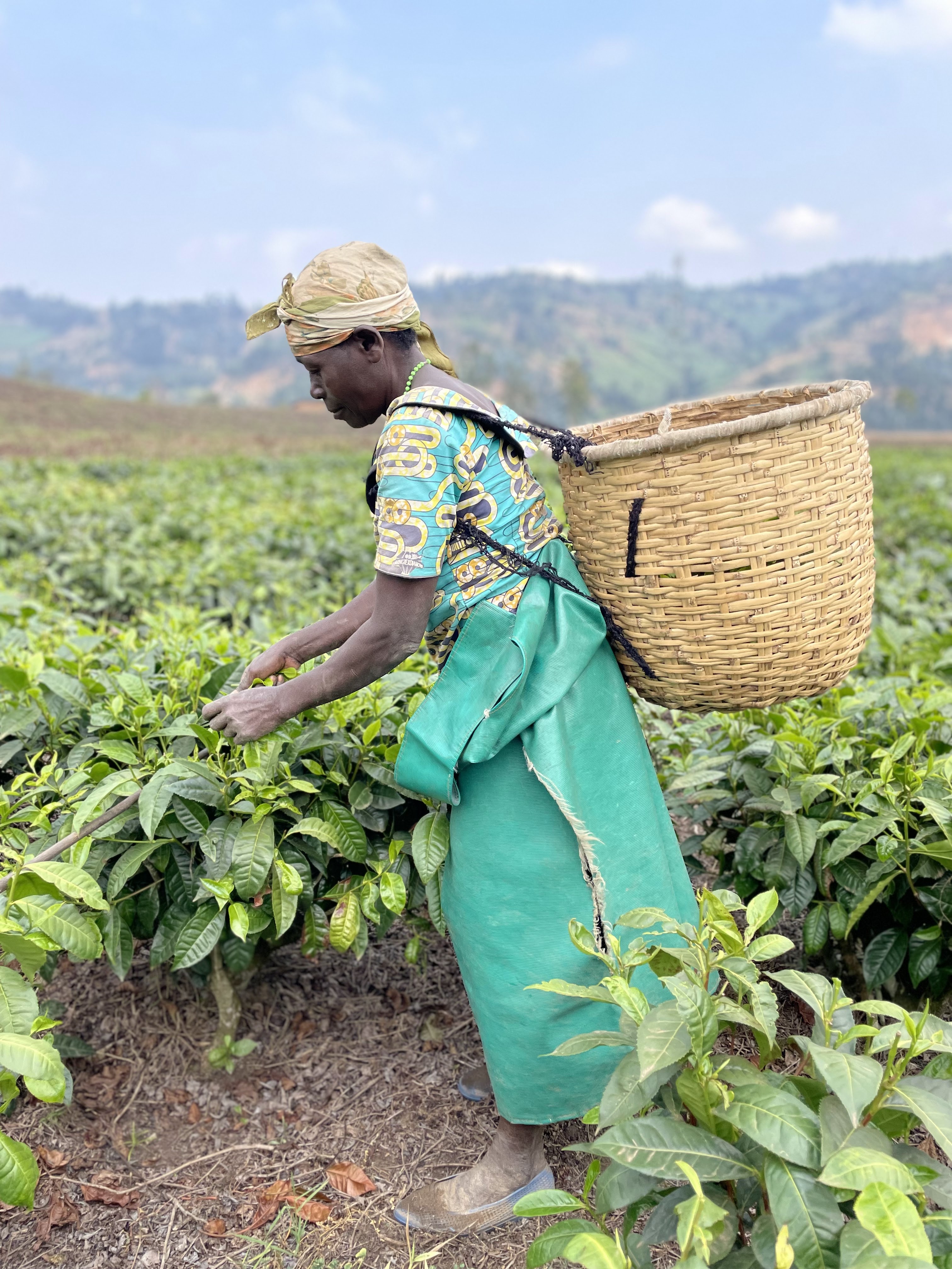 Tea farming