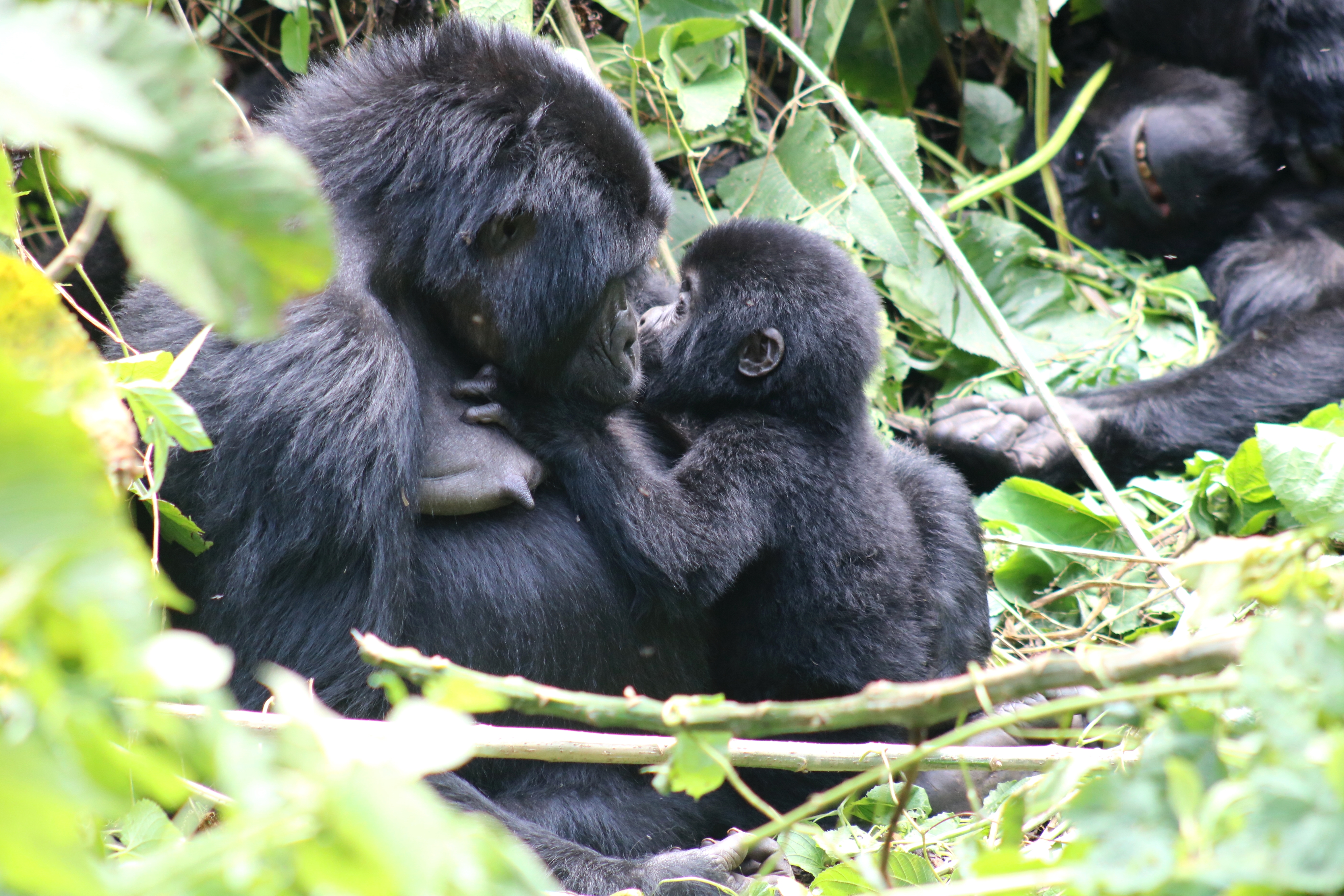 Virunga Volcanoes