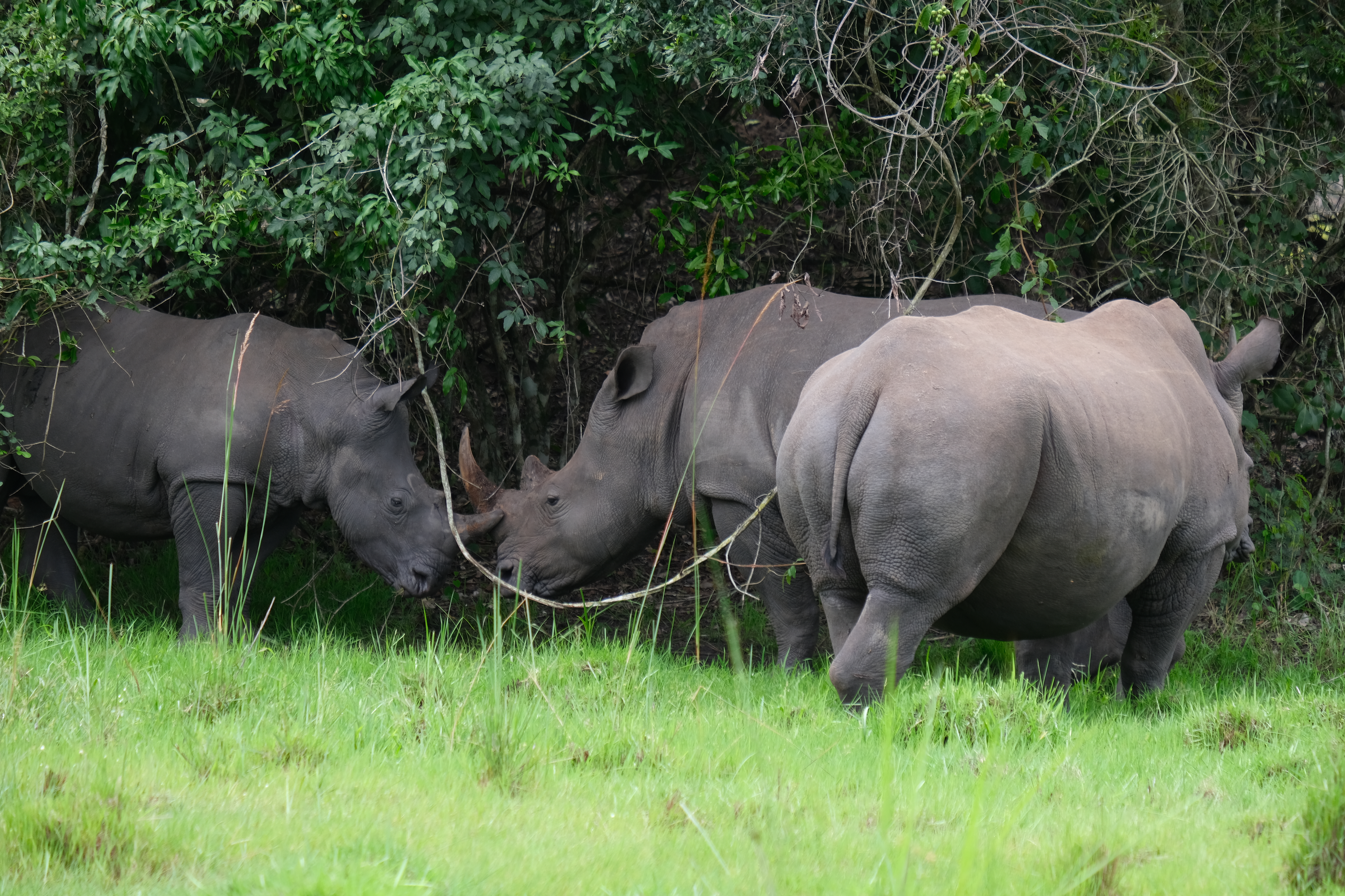 Walk with Rhinos