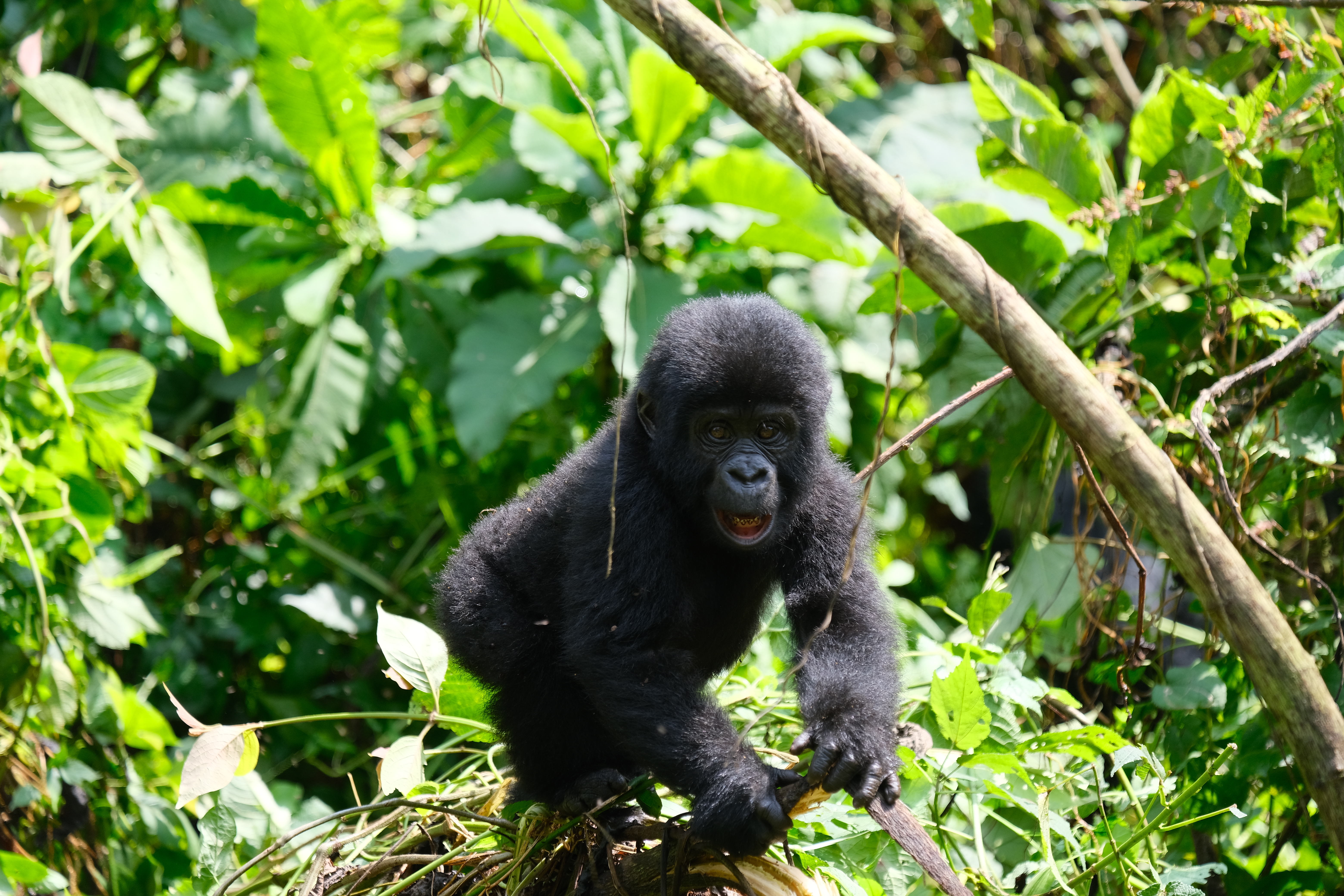baby gorilla