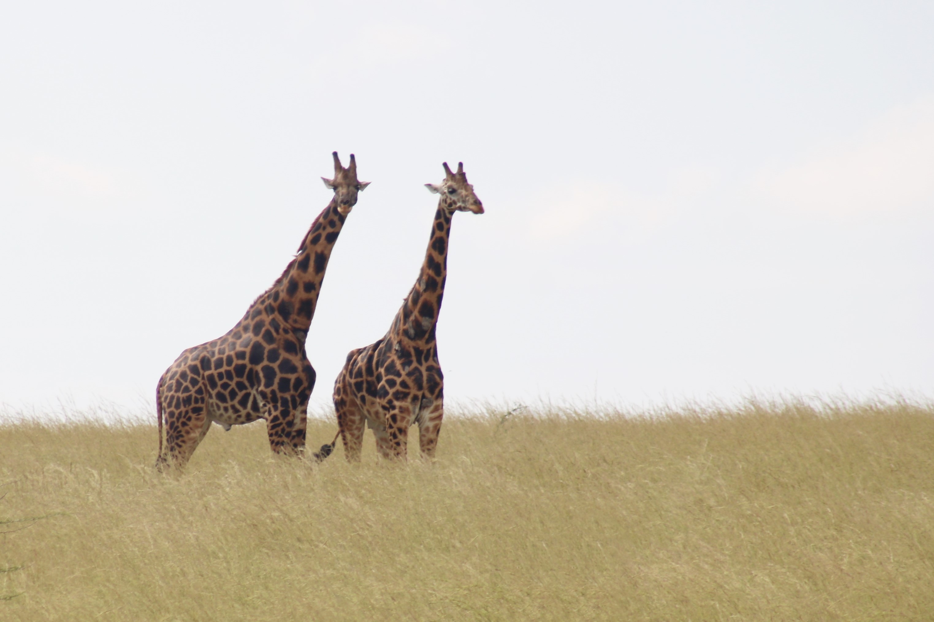 Giraffee in Lake Mburo