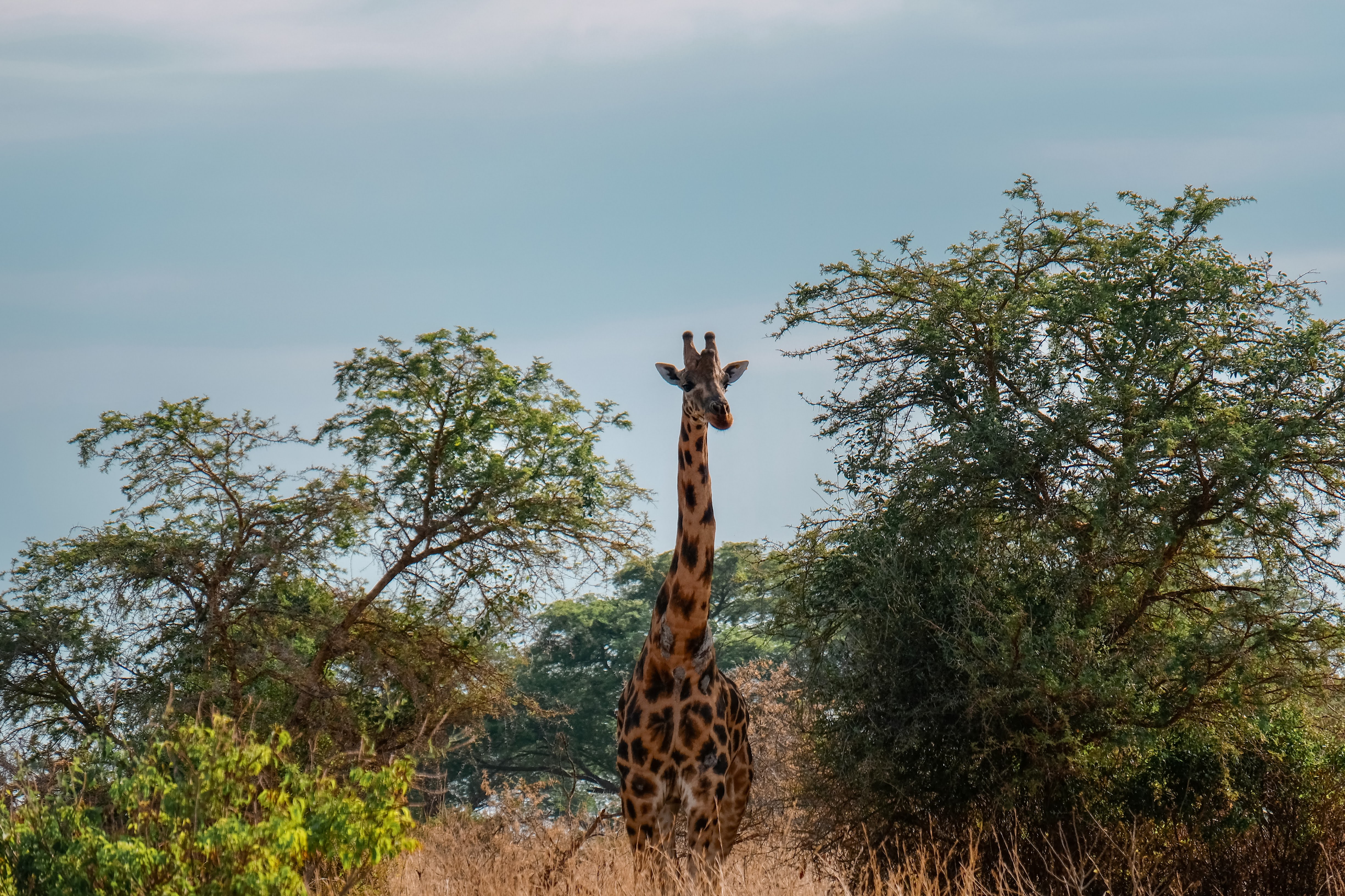 Akagera National Park-Rwanda