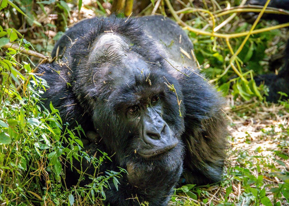 3 Days Gorillas & Lake Bunyonyi