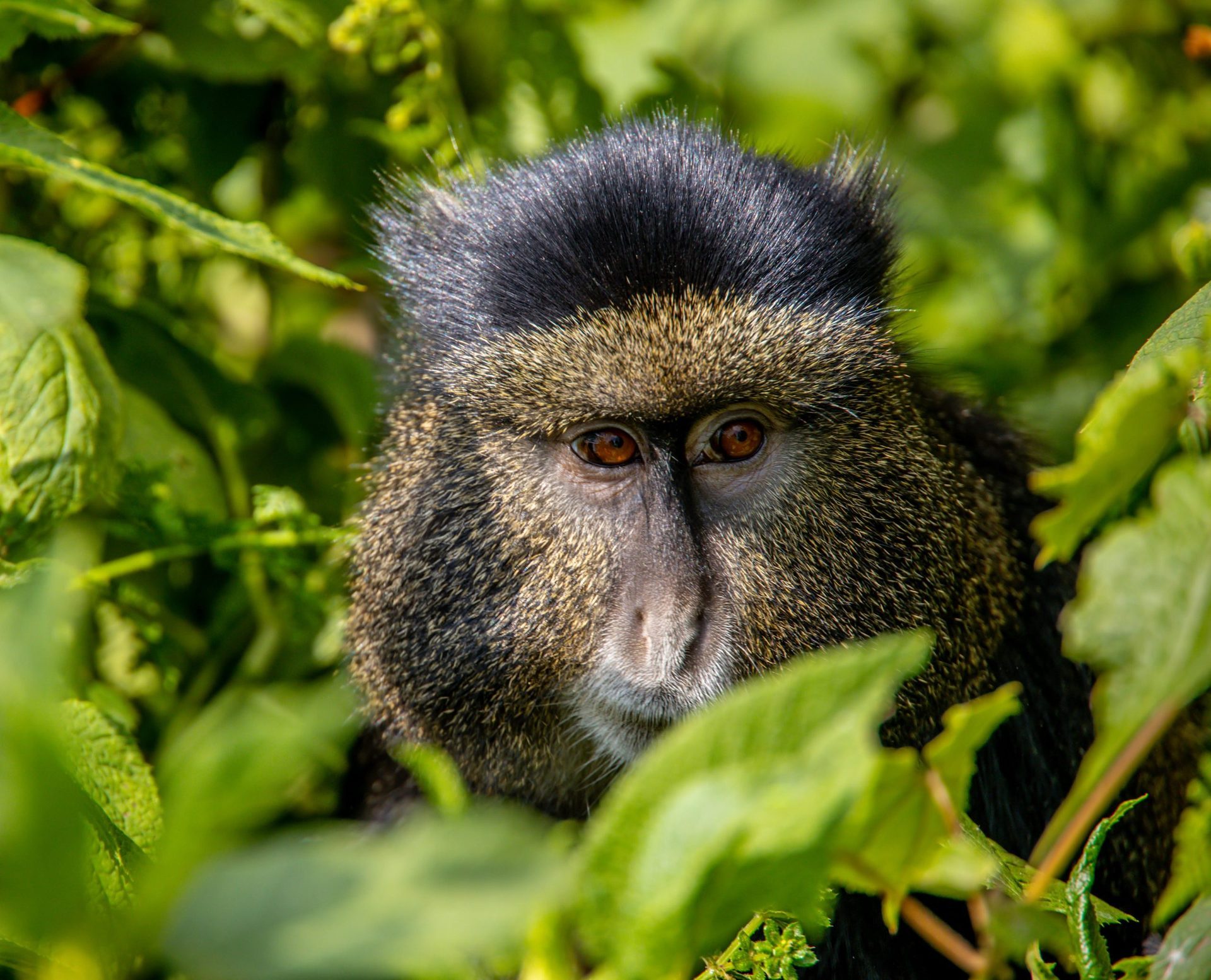 3 Days Mgahinga Gorillas & Golden Monkeys