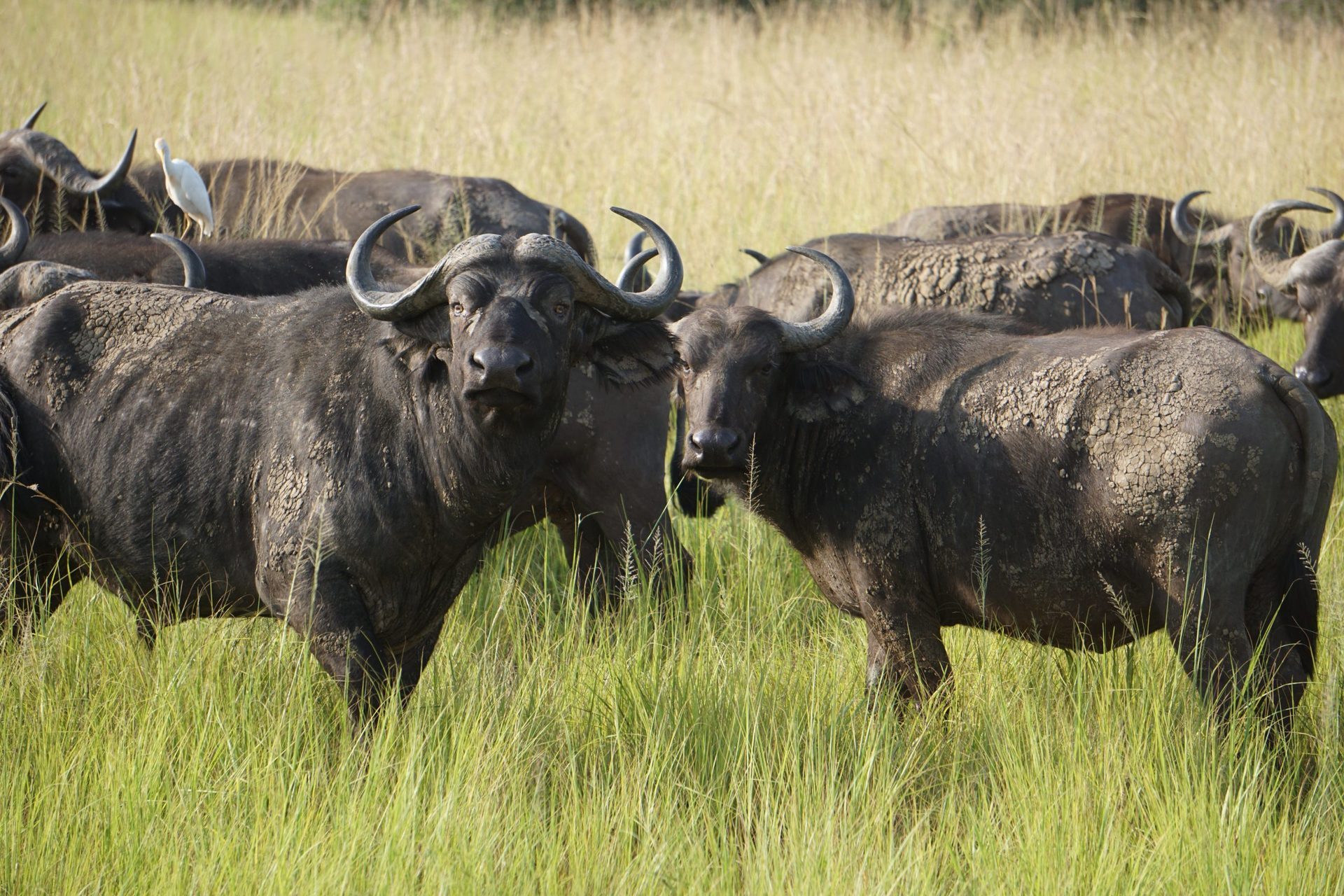 5 Days Gorillas & Queen Elizabeth Safari