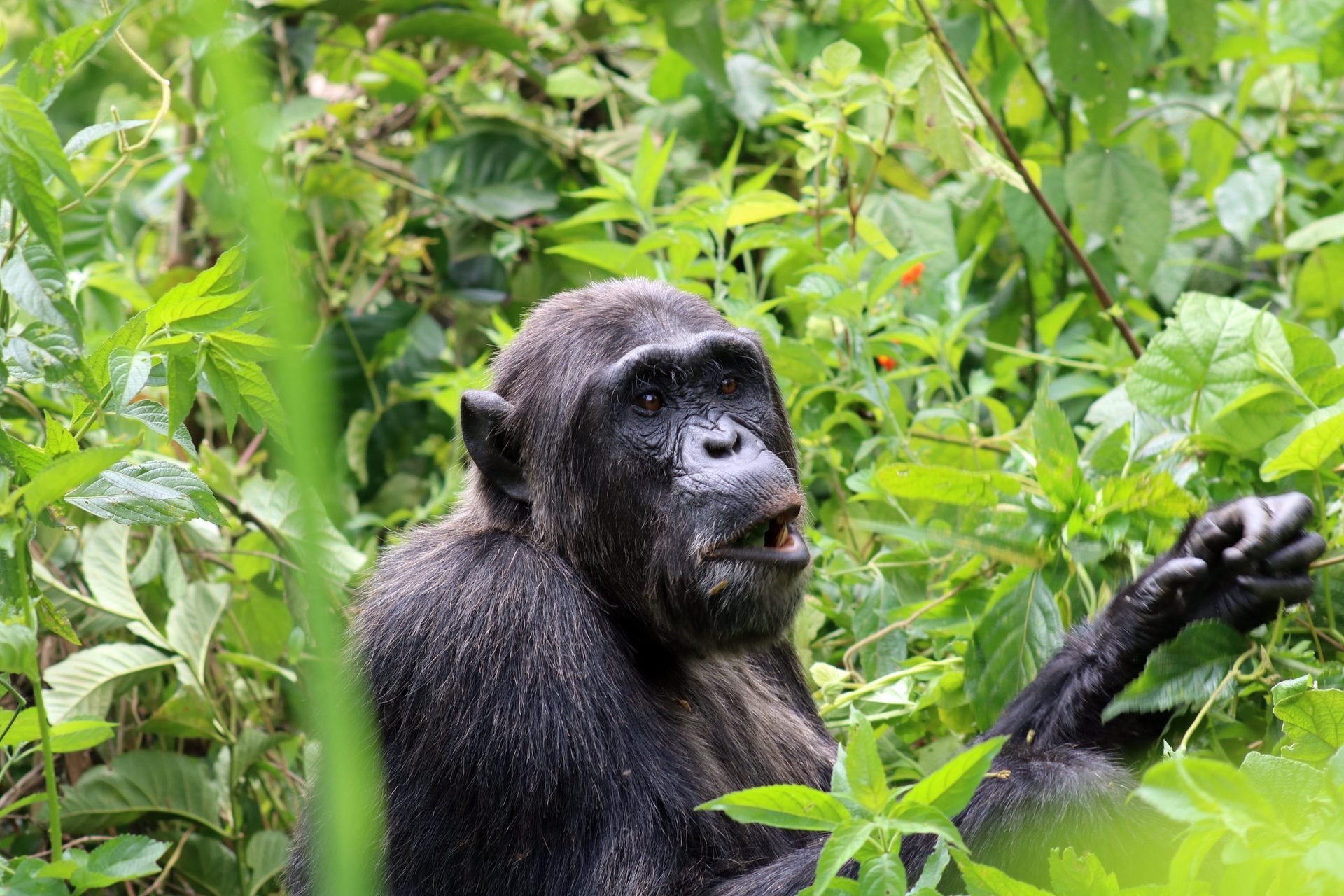 6 Days Primates Safari — Chimps & Gorillas