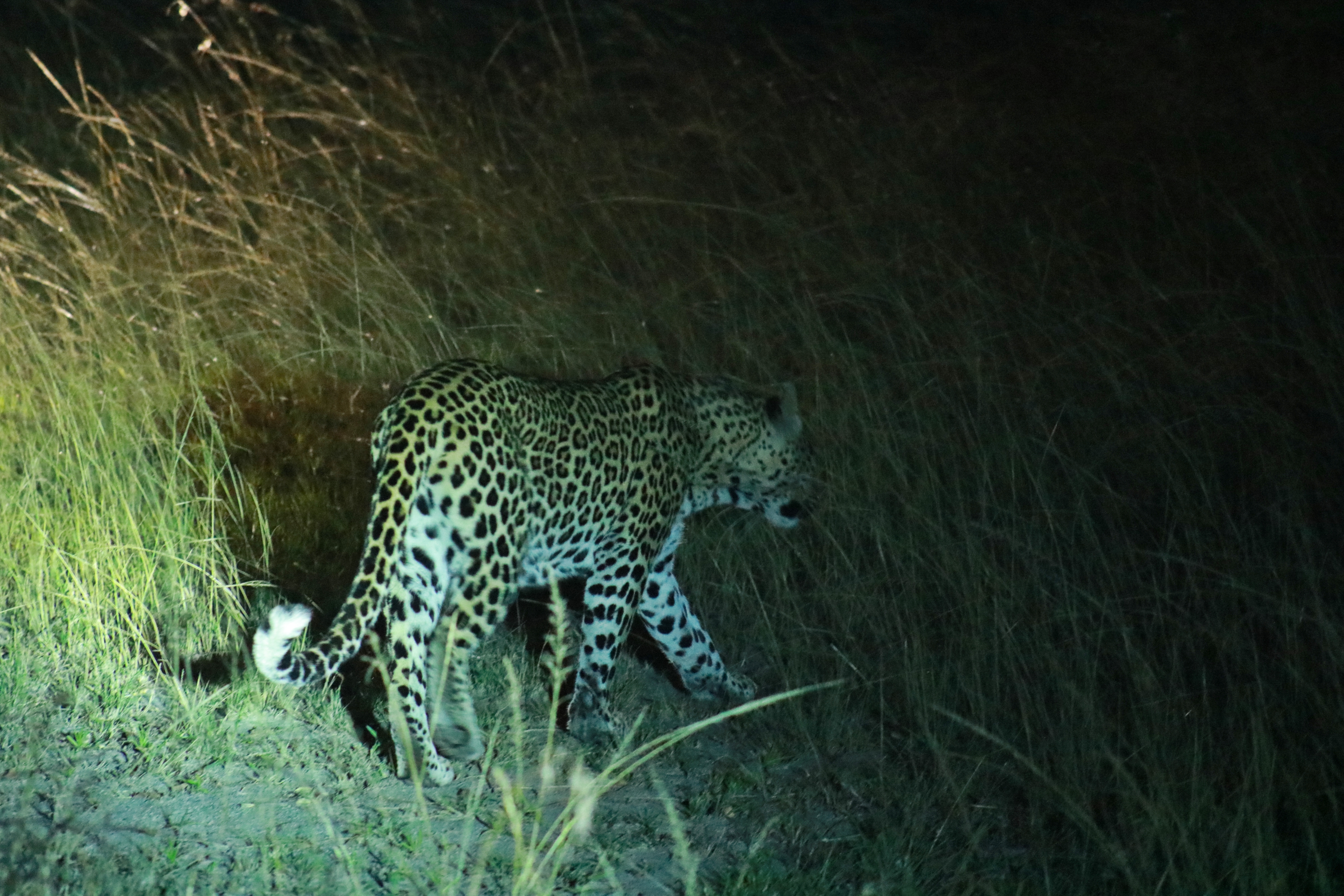 6days  From Kampala to Lake Bunyonyi and Queen Elizabeth National Park