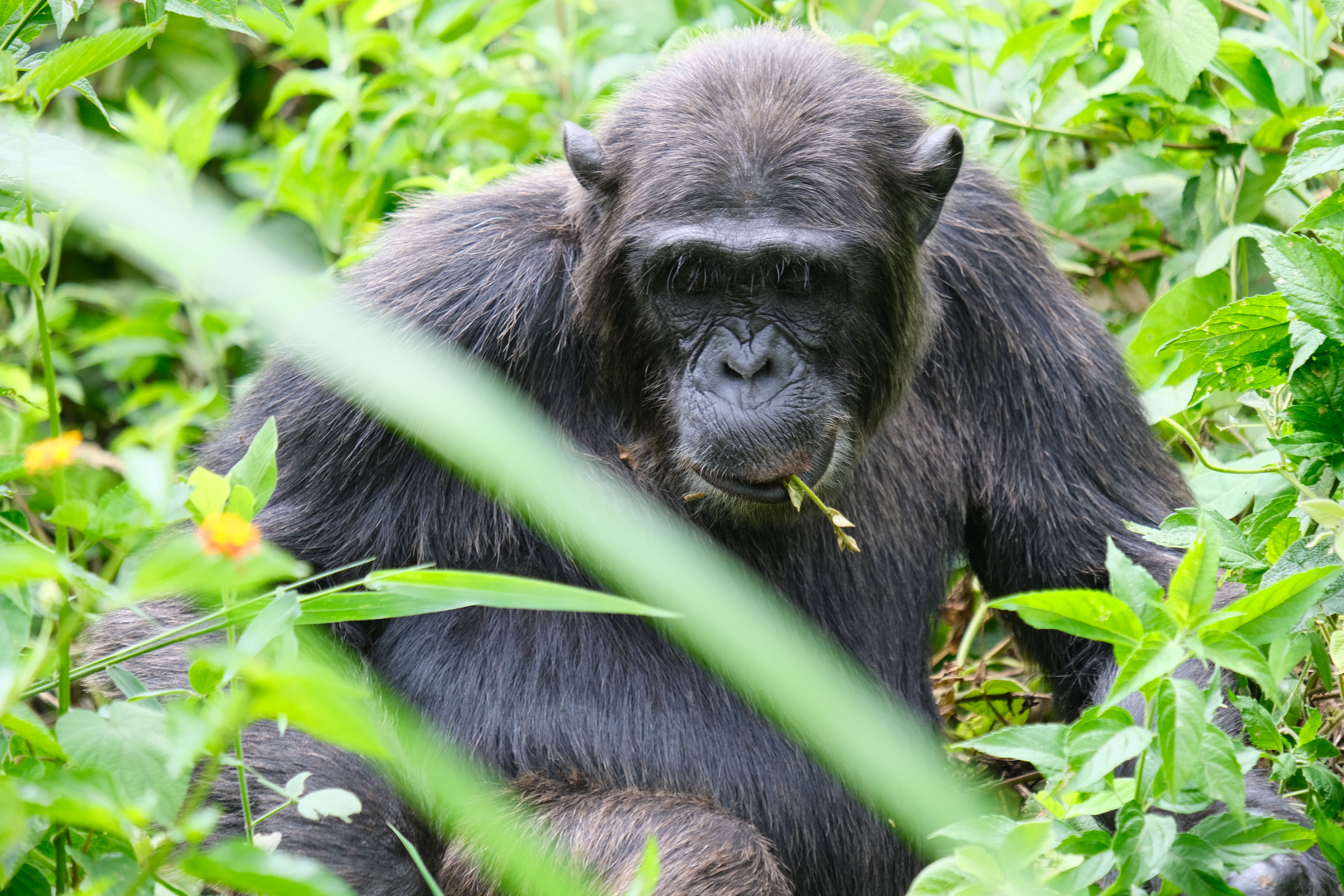 10days Rwanda's Akagera-Nyugwe and volcanoes national park gorilla safari