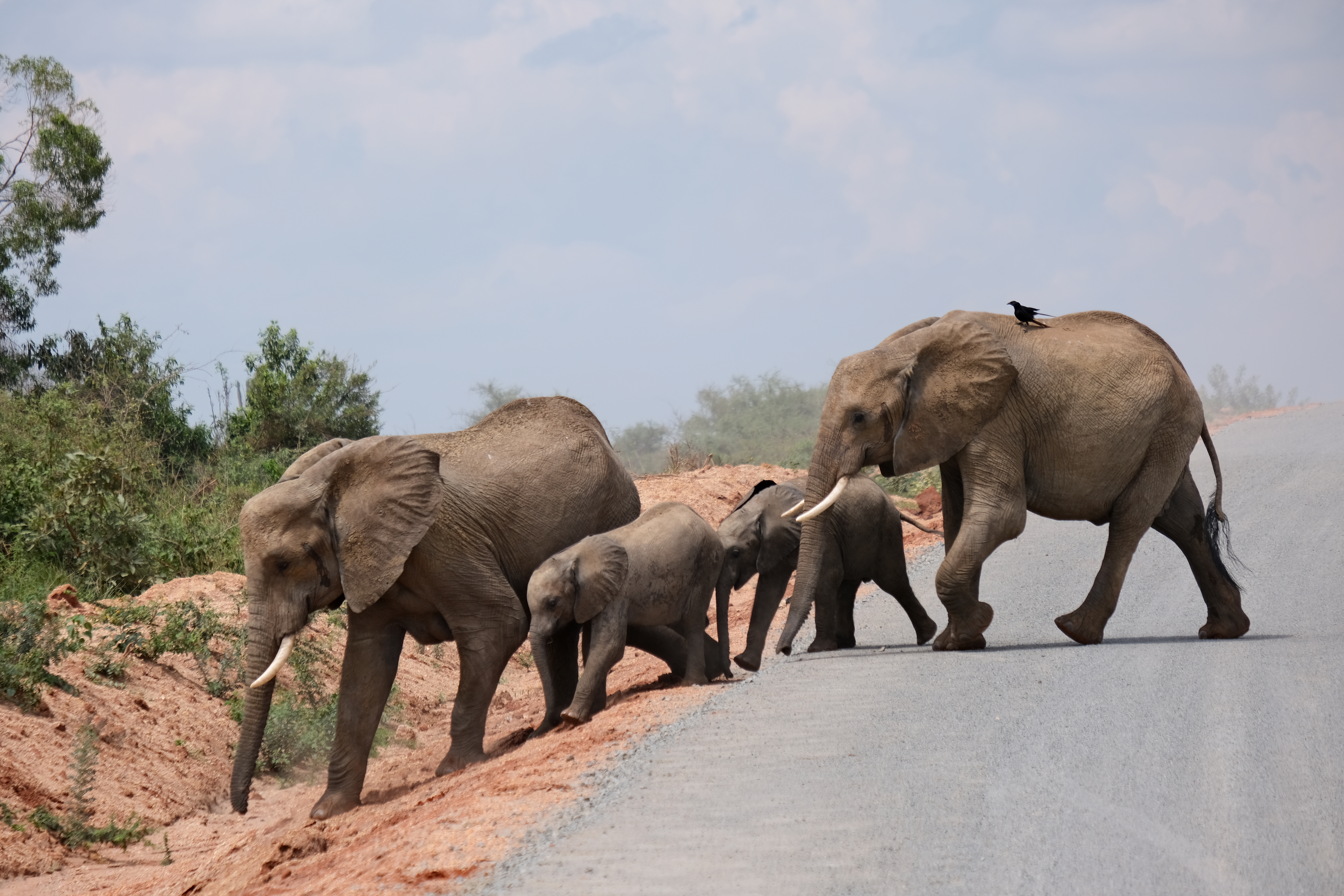 8Days Discover Uganda’s Primate and Wildlife Wonders