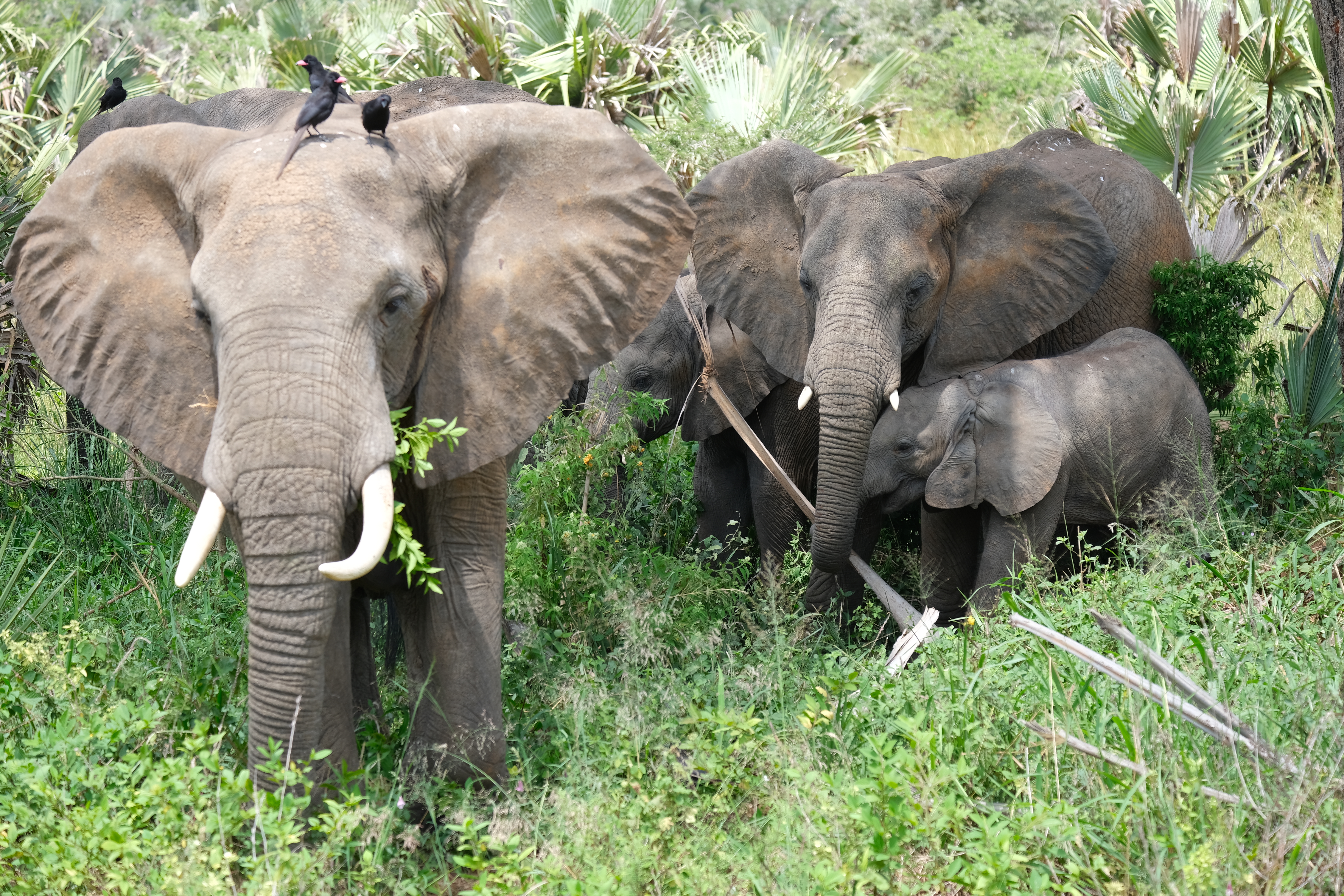 11days Rwenzori mountains expedition and Queen elizabeth  safari
