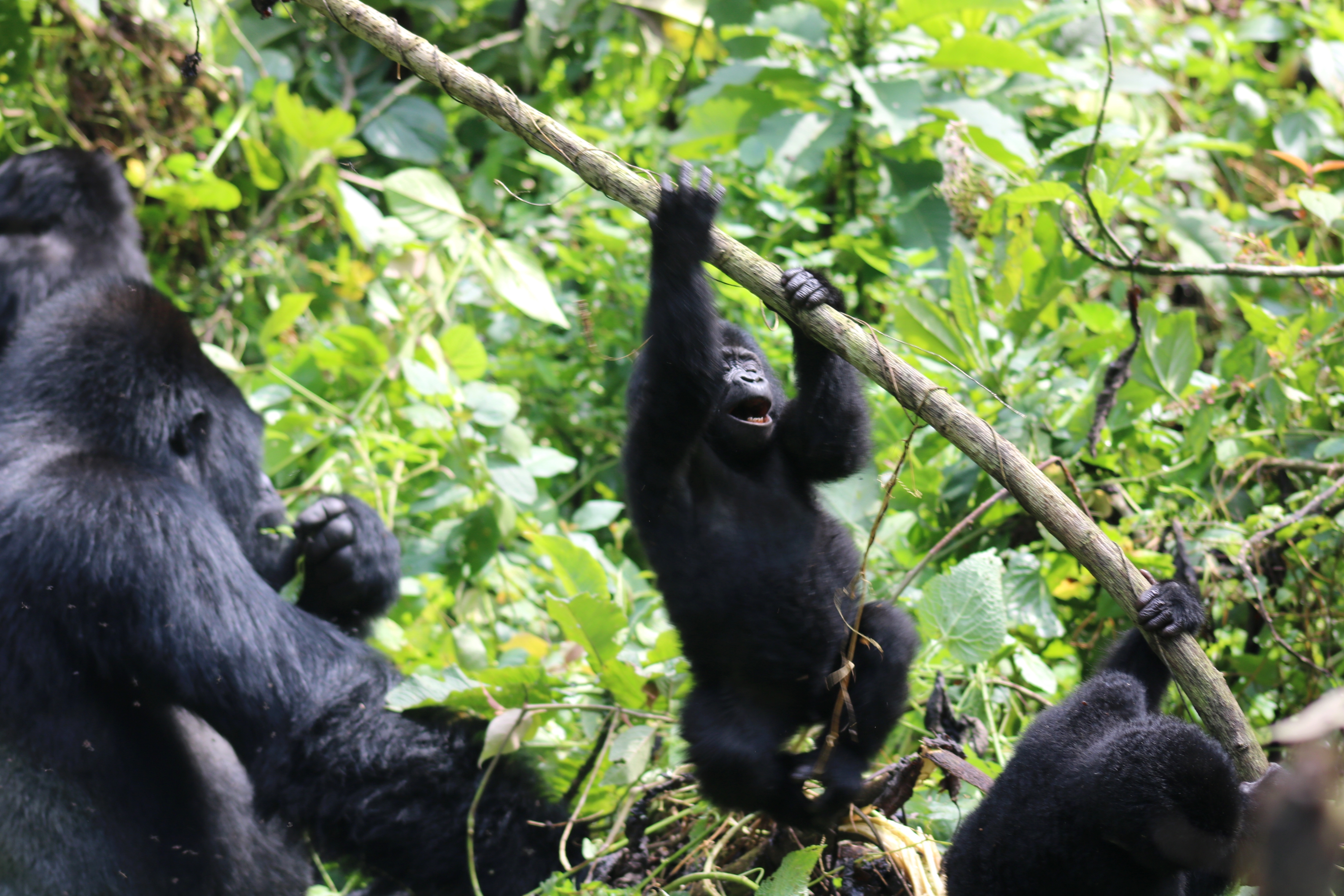 10days wildliife, culture and scenic wonders of uganda