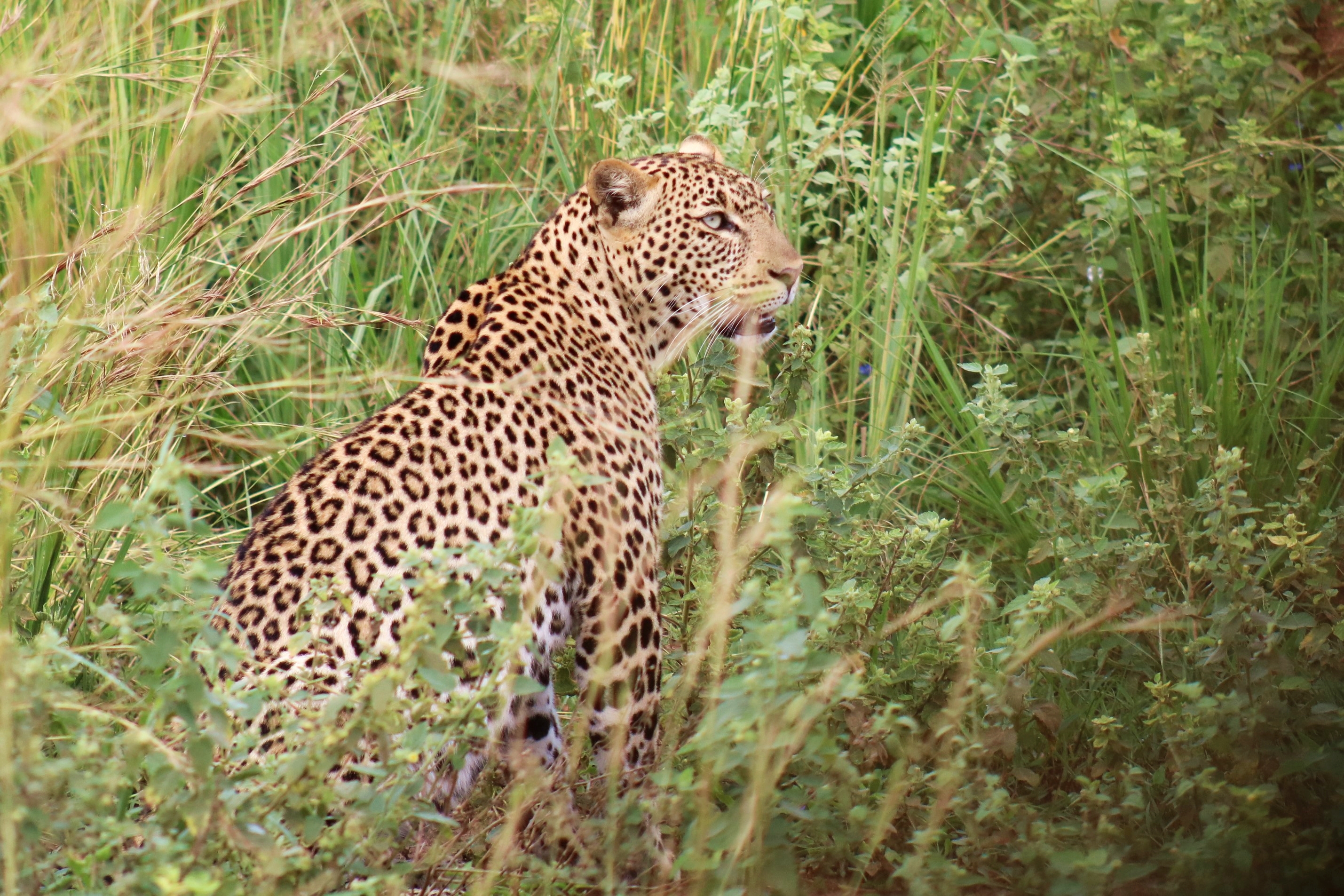 6days lake mburo national park, lake bumnyonyi and queen elizabeth safari