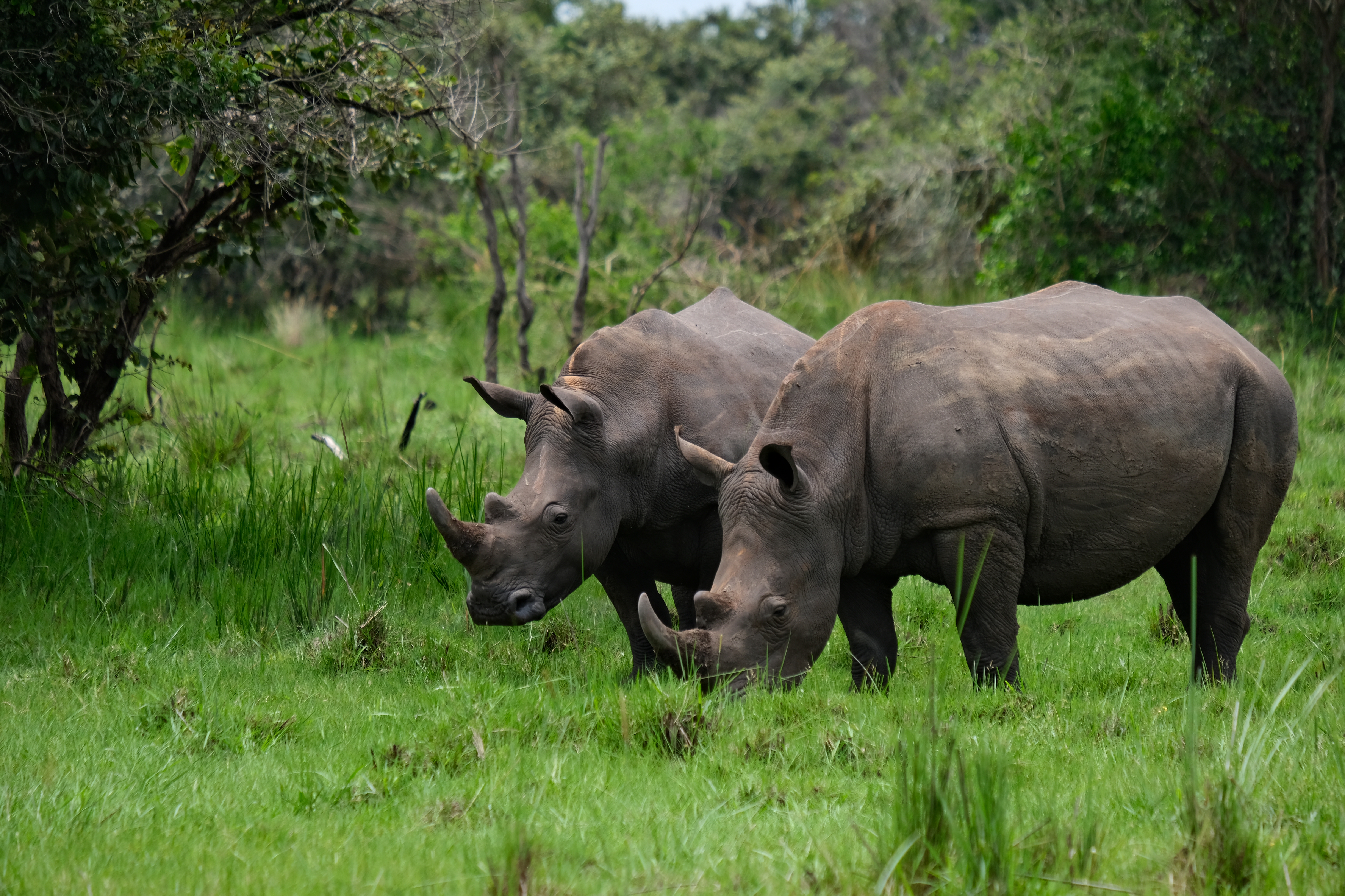 10days Rwanda gorillas and chimps safari