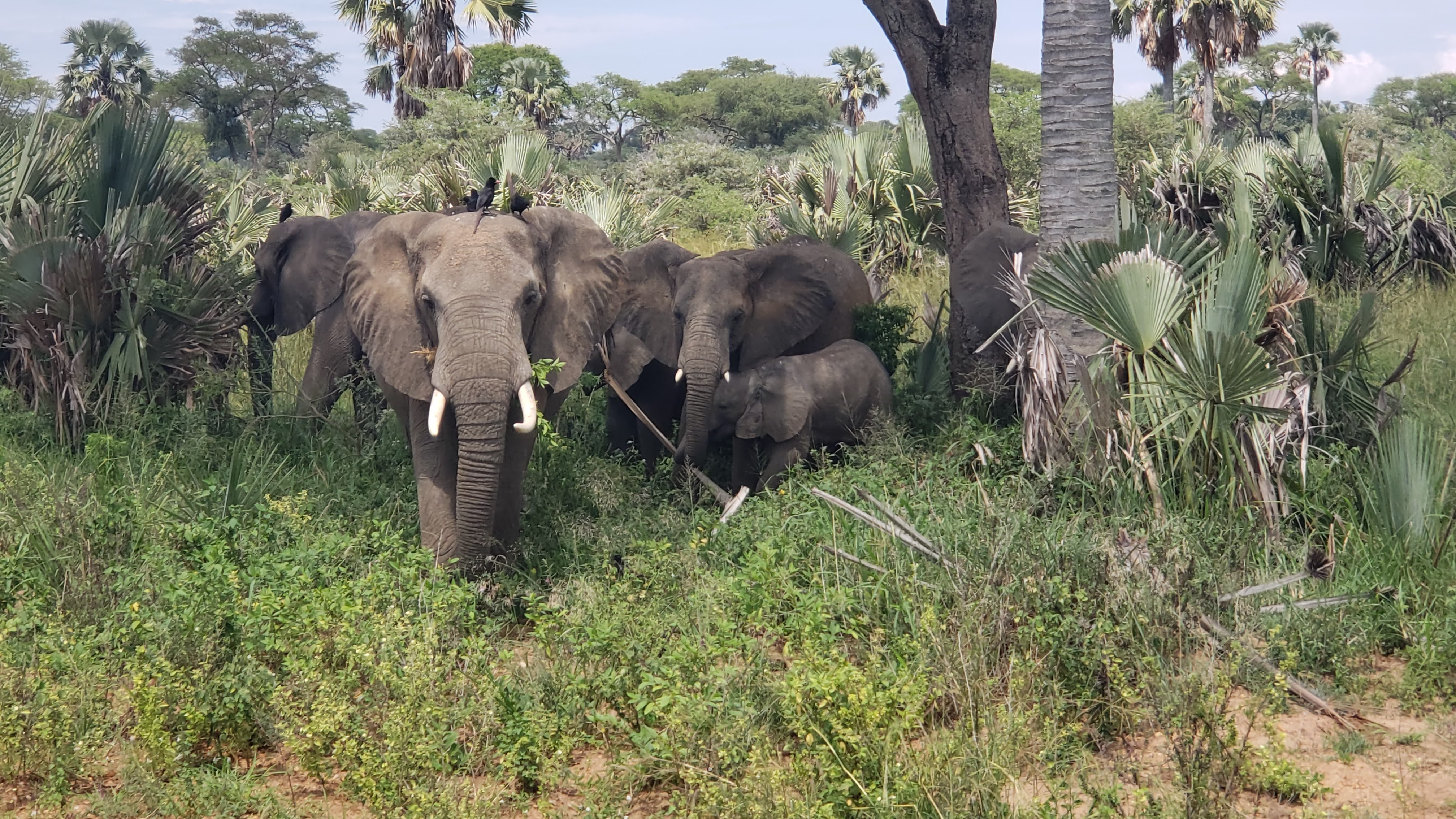 12days Mount Elgon -kidepo-murchison safari