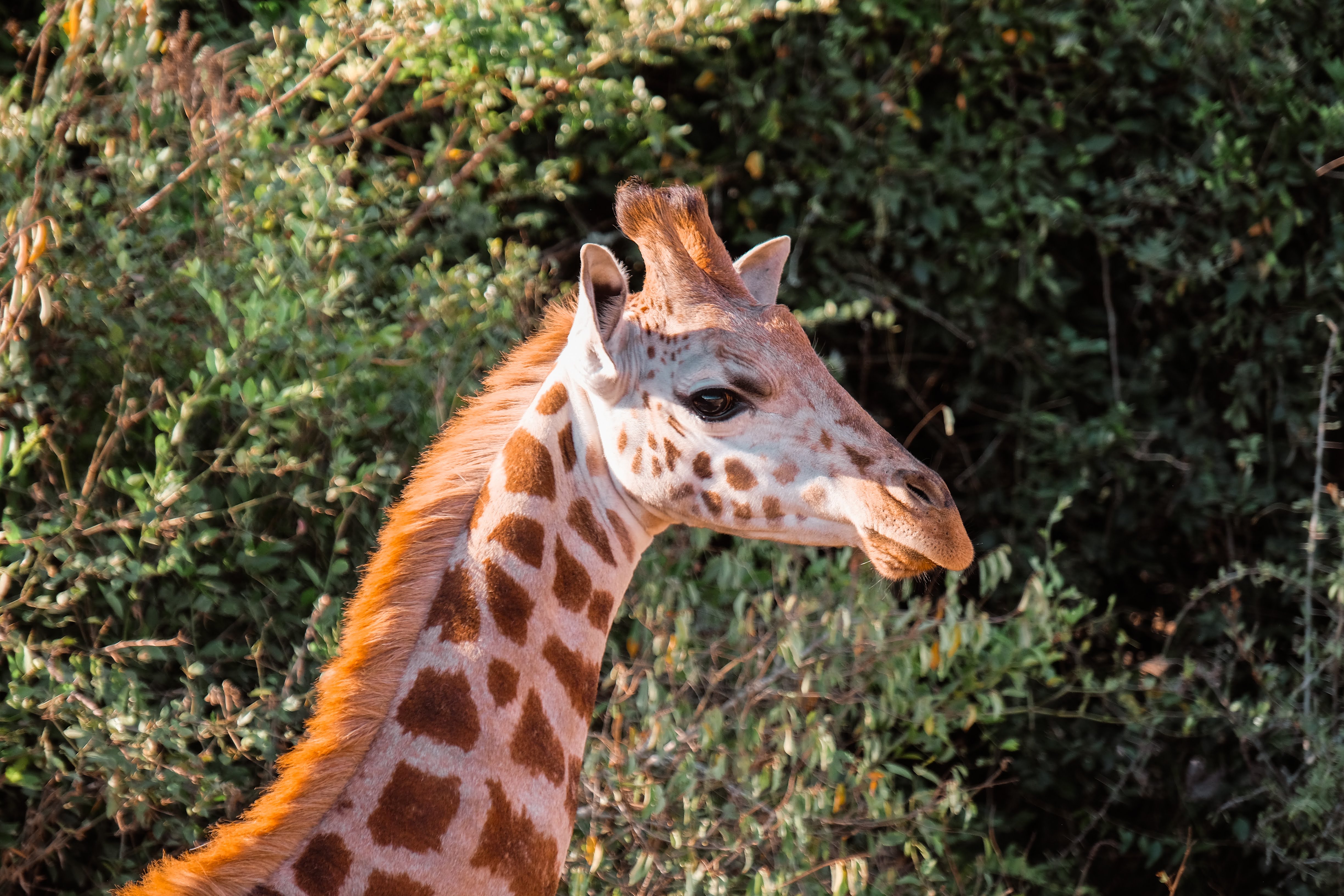 18days Uganda and Rwanda safari