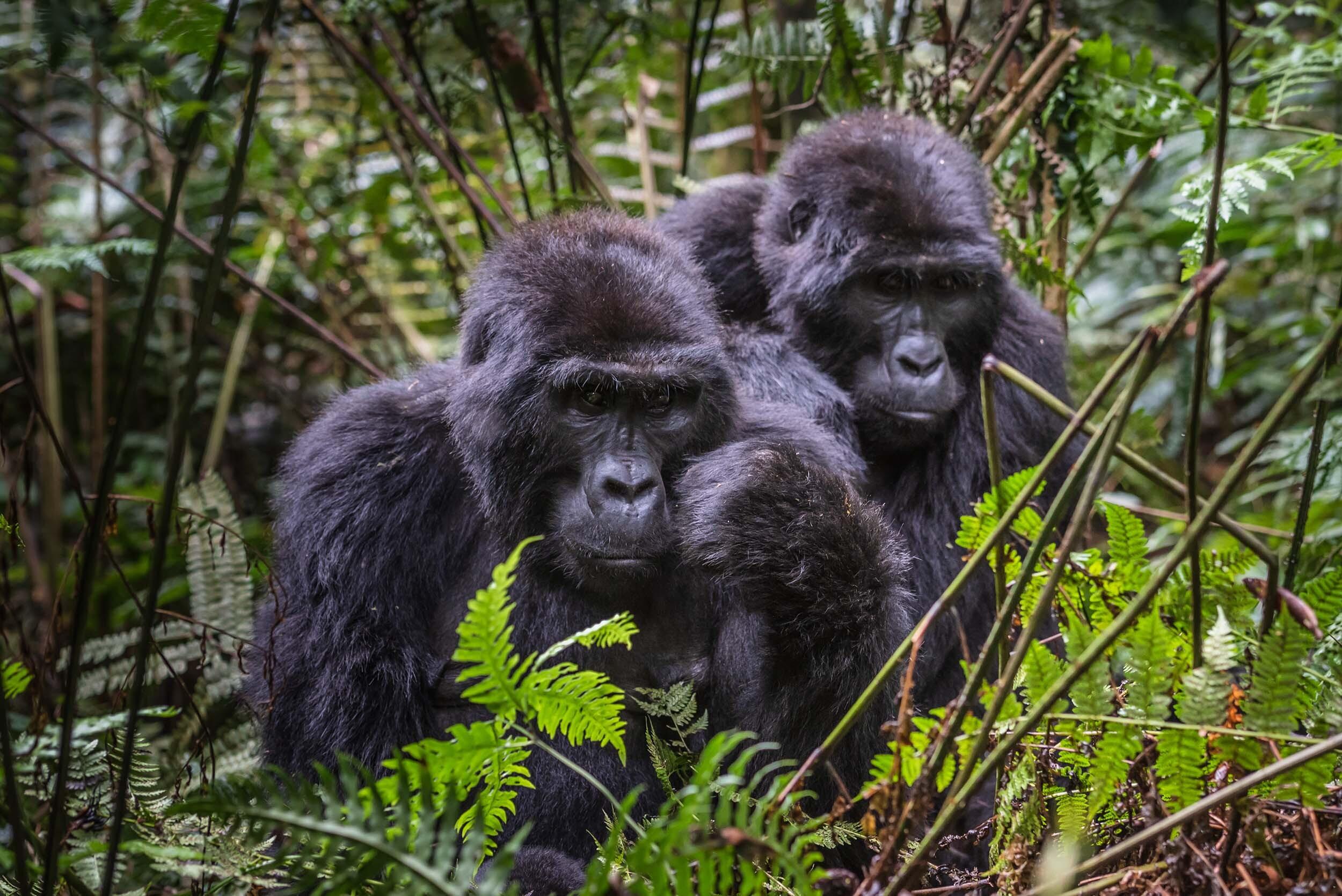 3 Days Gorillas & Lake Bunyonyi
