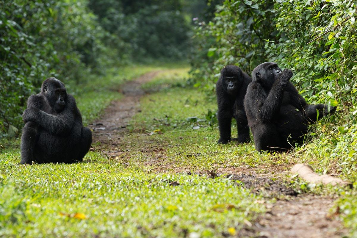 3 Days Gorillas & Lake Bunyonyi