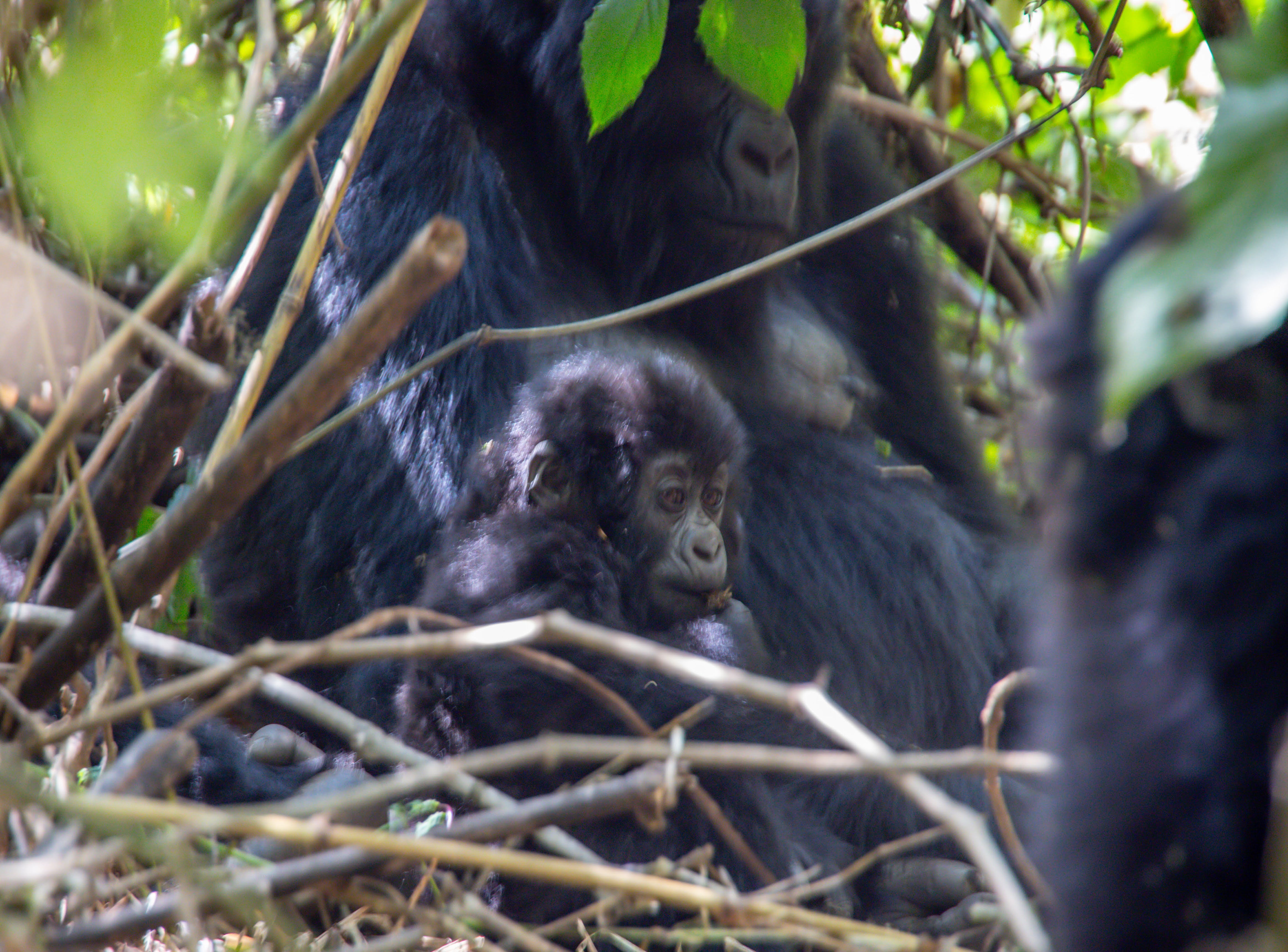 8days Uganda and Rwanda Gorillas trek