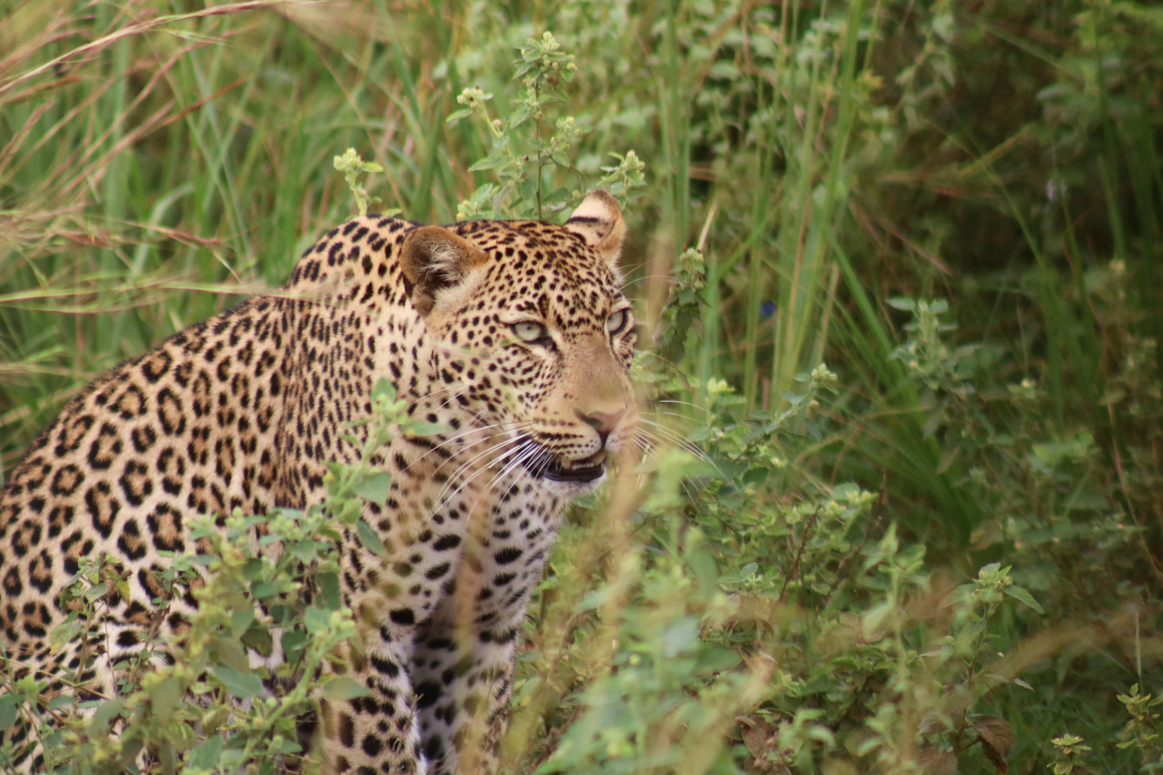 11days rwenzori mountains expedition with Queenelizabeth and lake mburo safari