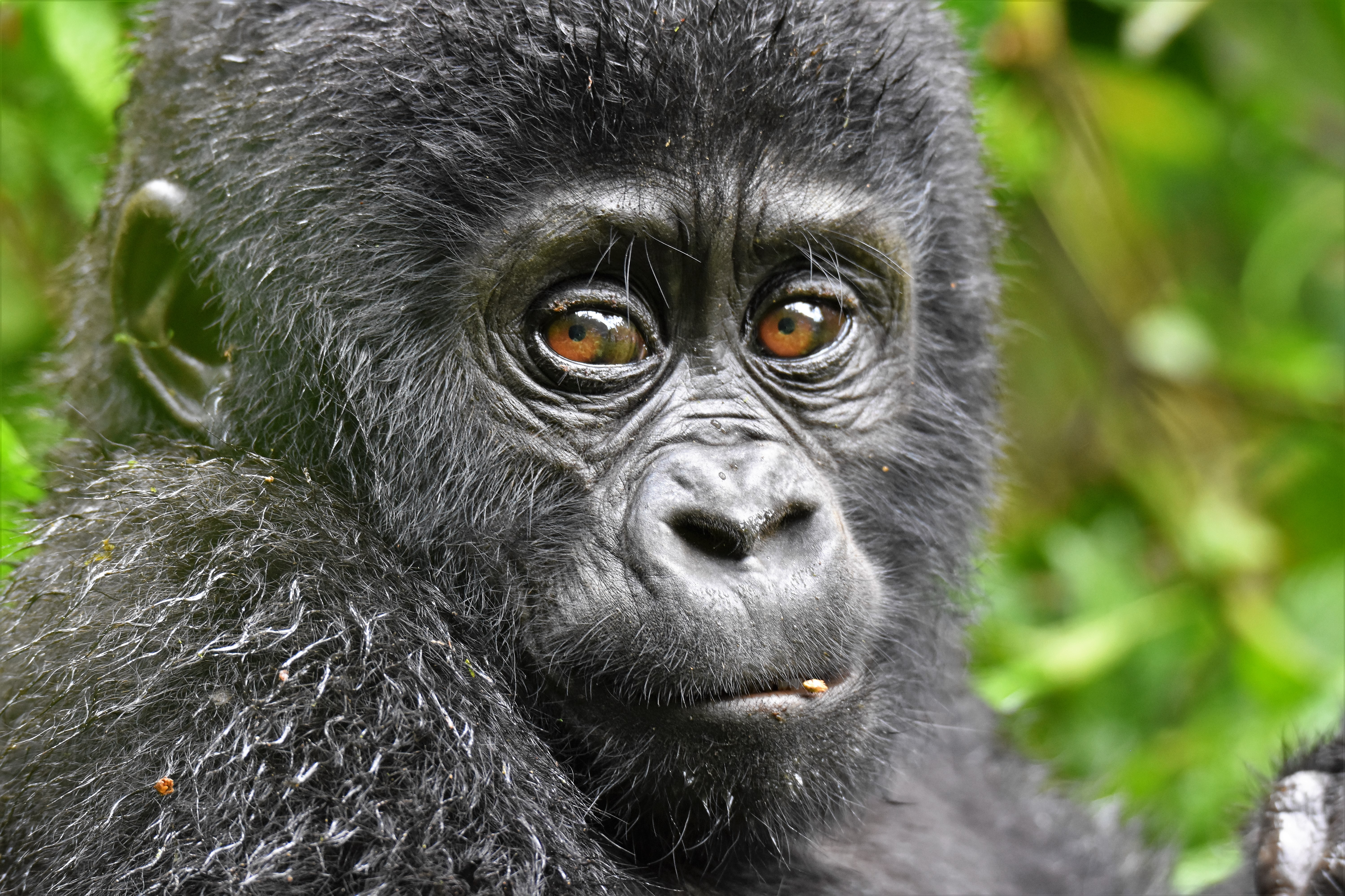 9days Rwanda nad uganda safari