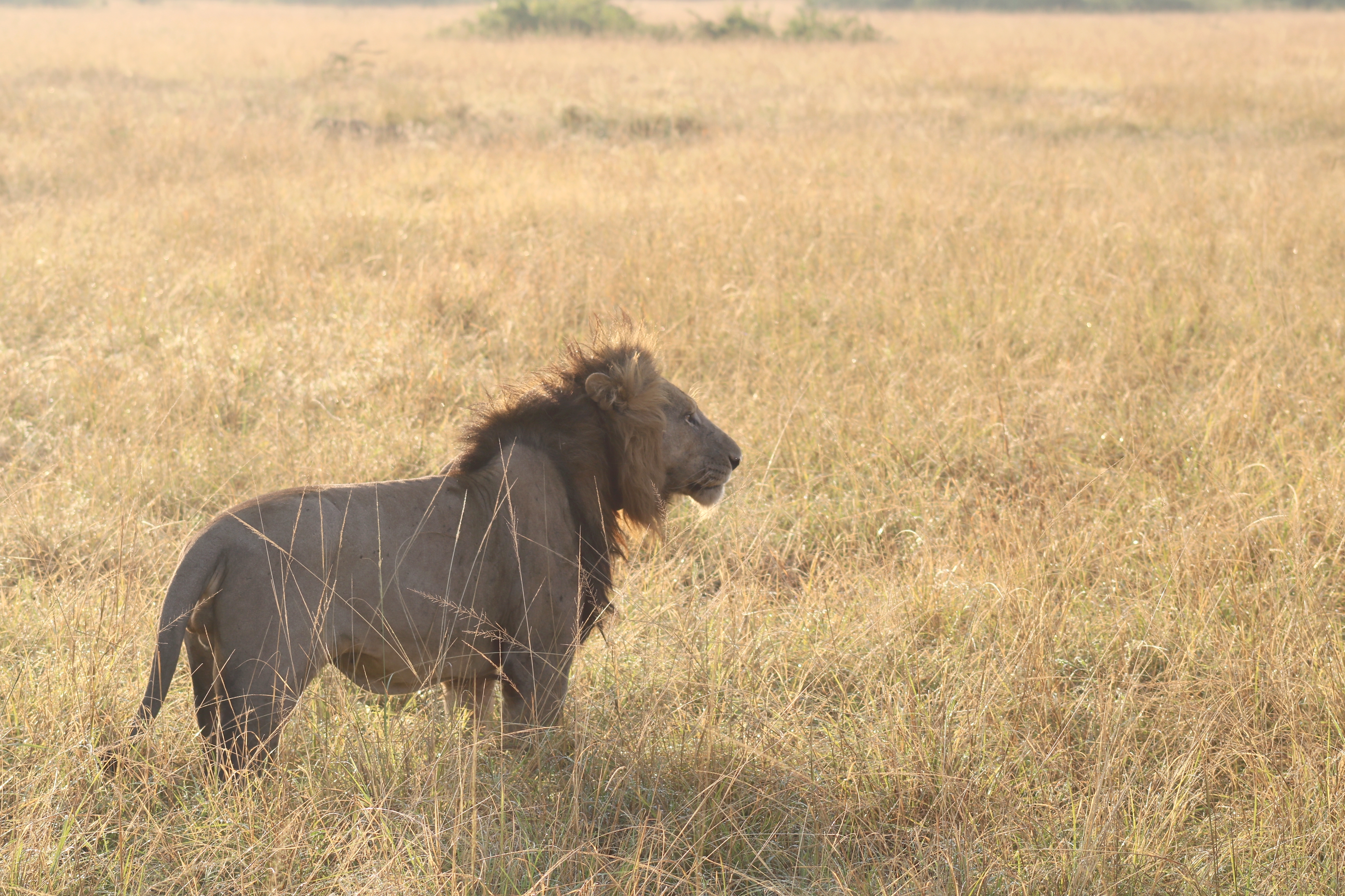 5days Bwindi -lake bunyonyi and Queen elizabeth safari