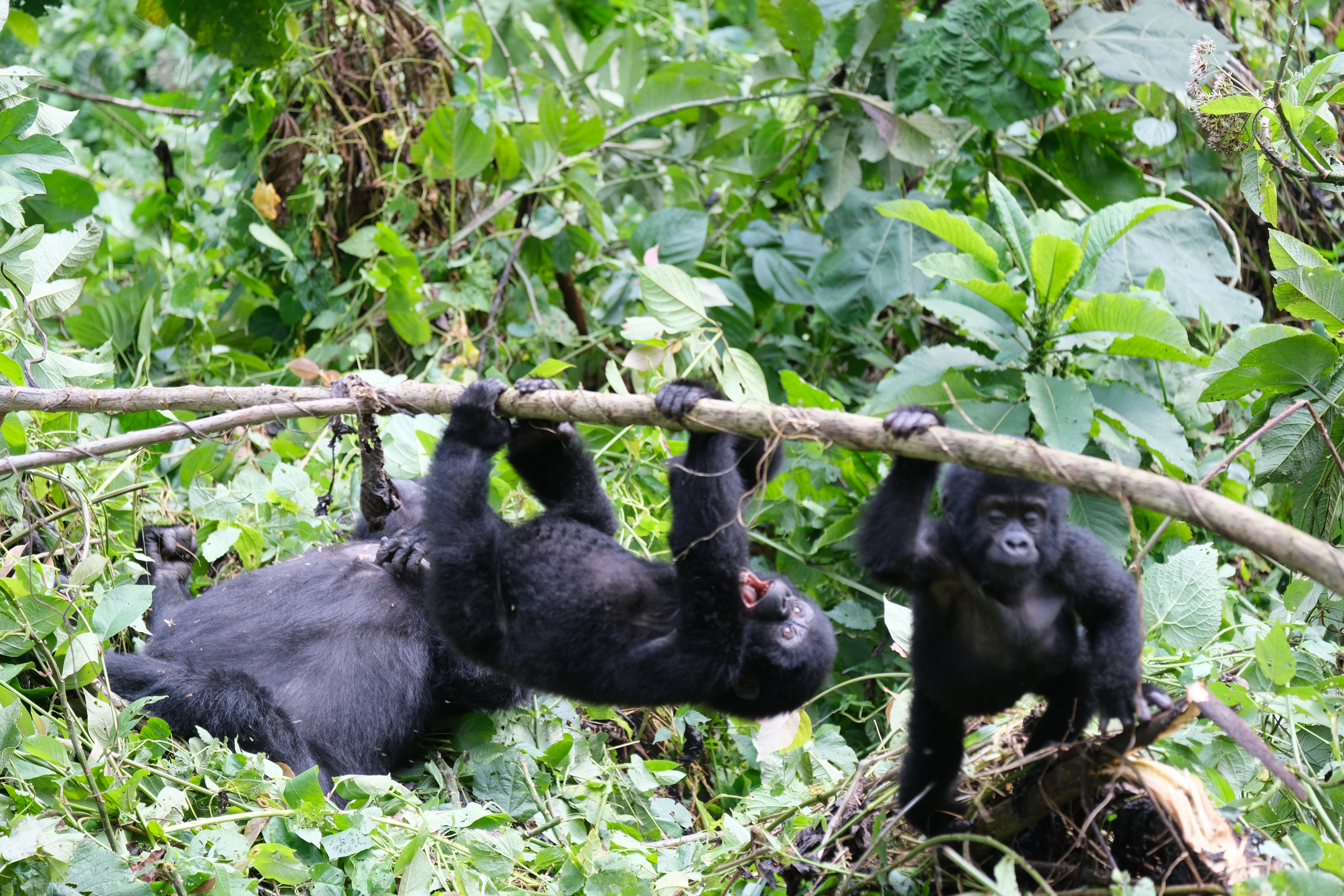 Discover the Heart of East Africa: A 18-Day Journey through Rwanda and Uganda
