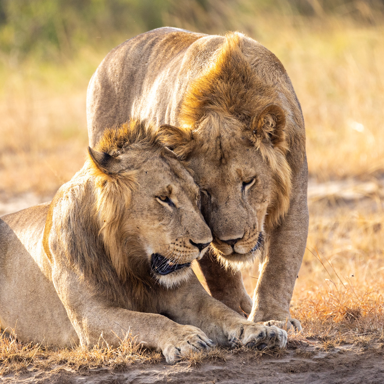 10 Days of Wildlife, Culture, and Scenic Wonders of Uganda