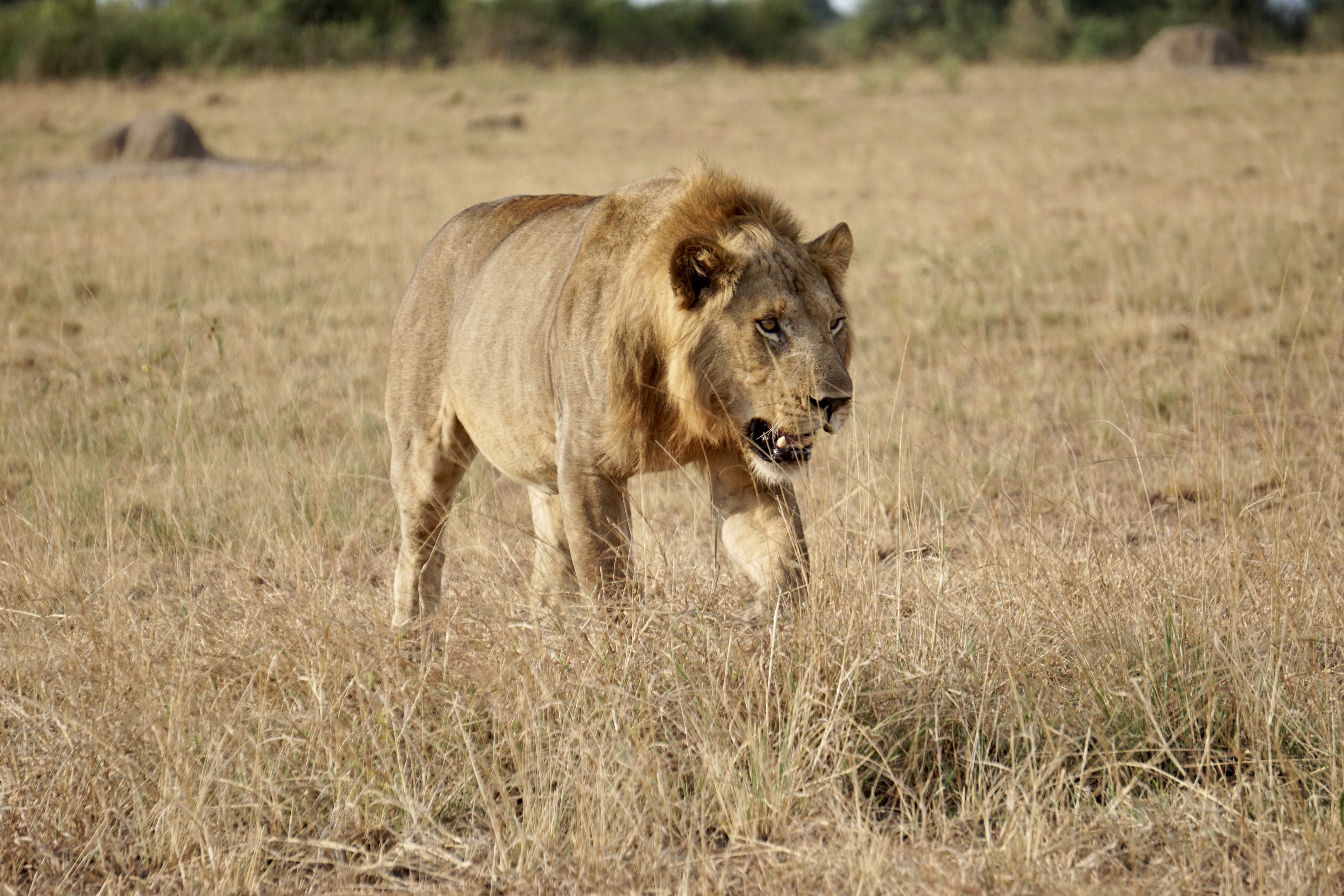 15Days best of Uganda Gorillas, Chimps,Shoebill  and cultural safari