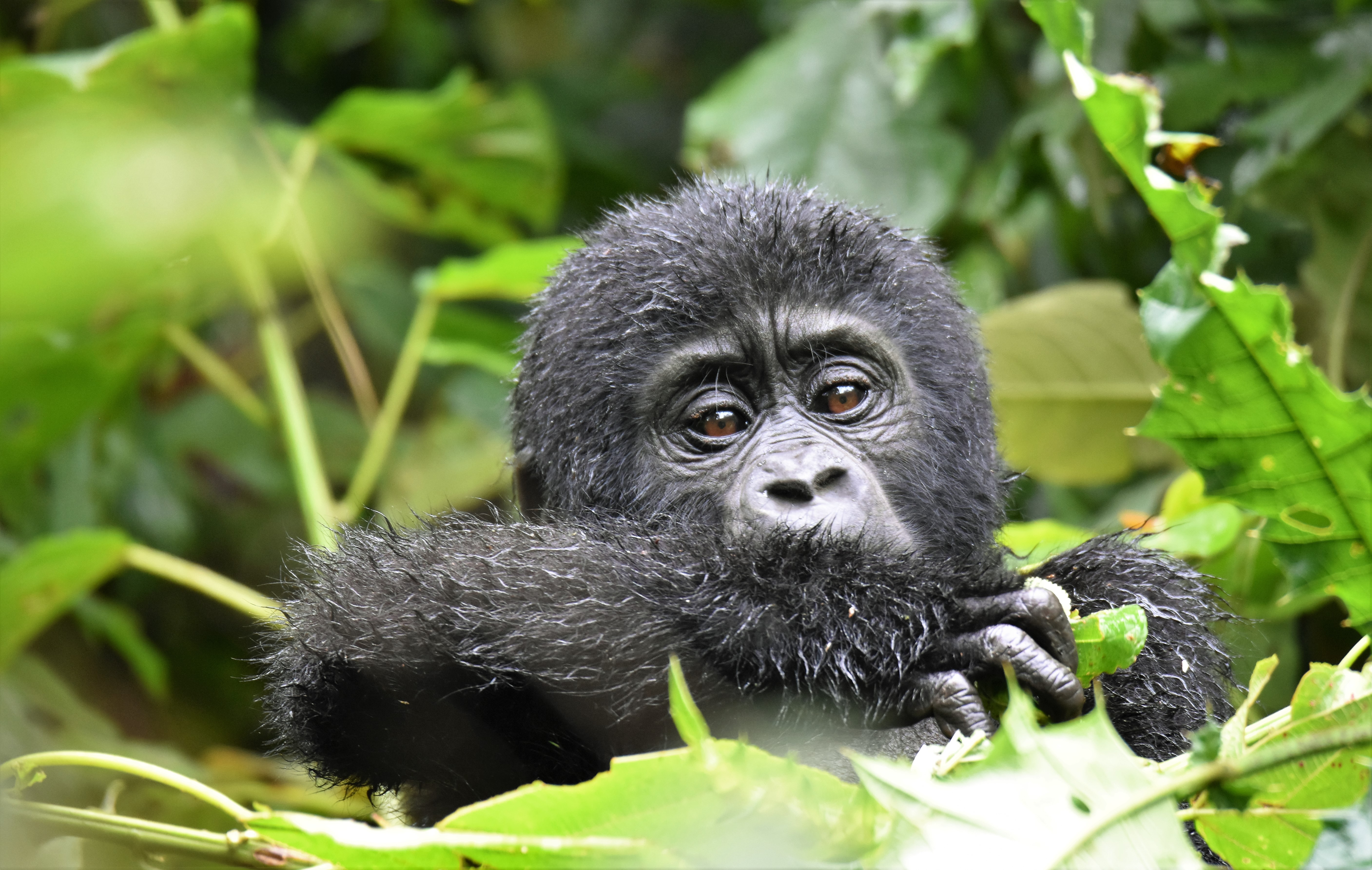5-Day Journey through Bwindi, Lake Bunyonyi, and Queen Elizabeth National Park