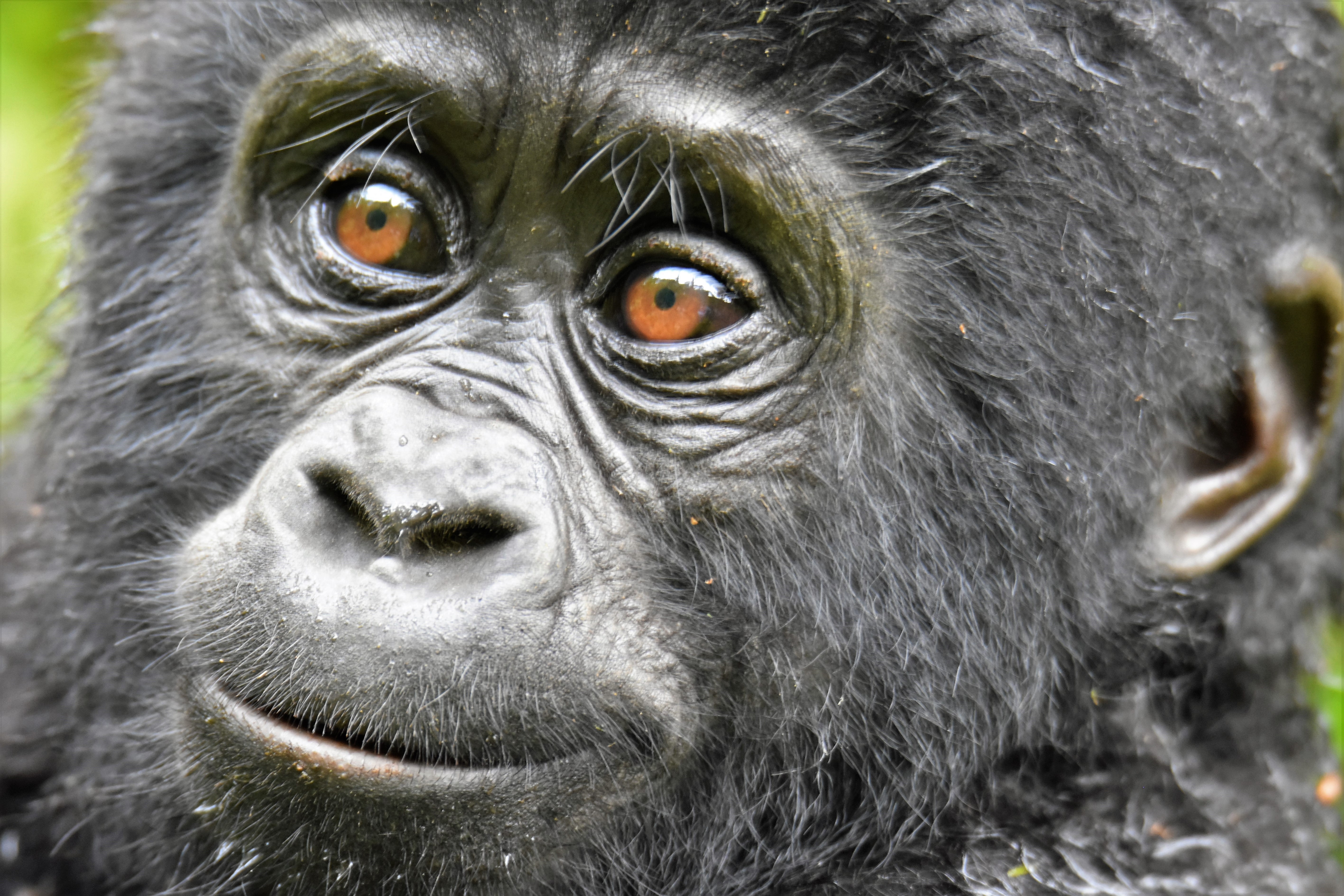 4days Bwindi Gorillas and sabyinyo hiking adventure