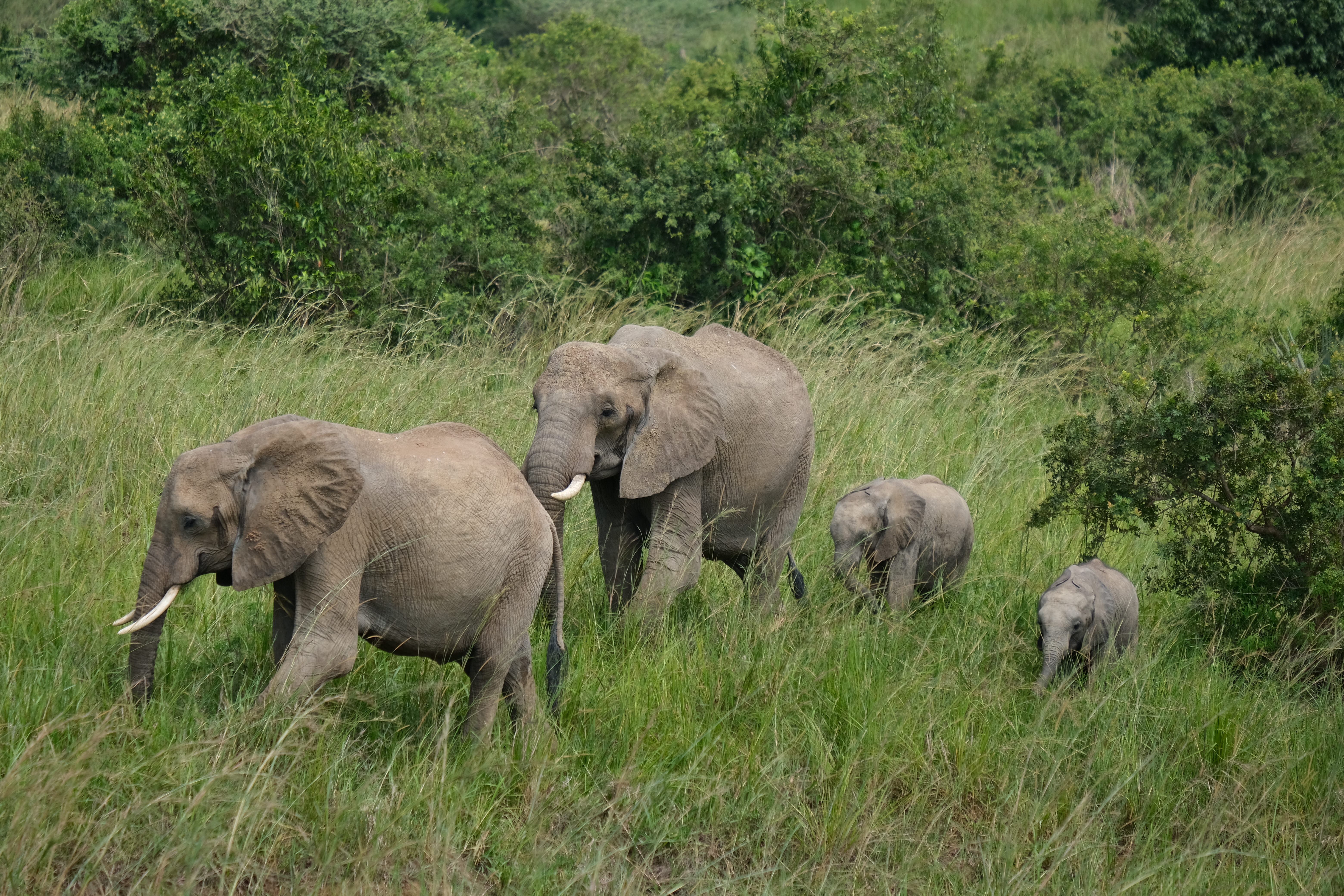 13-Day Wildlife and Nature Adventure Uganda